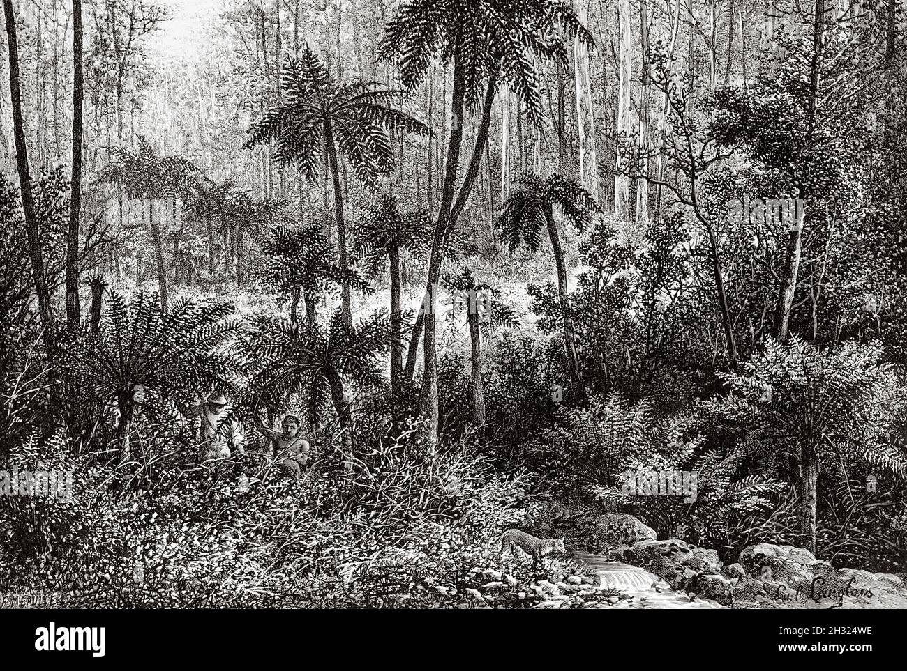 Felci di albero. Queensland, Australia. Illustrazione del vecchio 19 ° secolo inciso, viaggio verso l'Australia nord-orientale di Carl Lumholtz 1880-1884 da le Tour du Monde 1889 Foto Stock