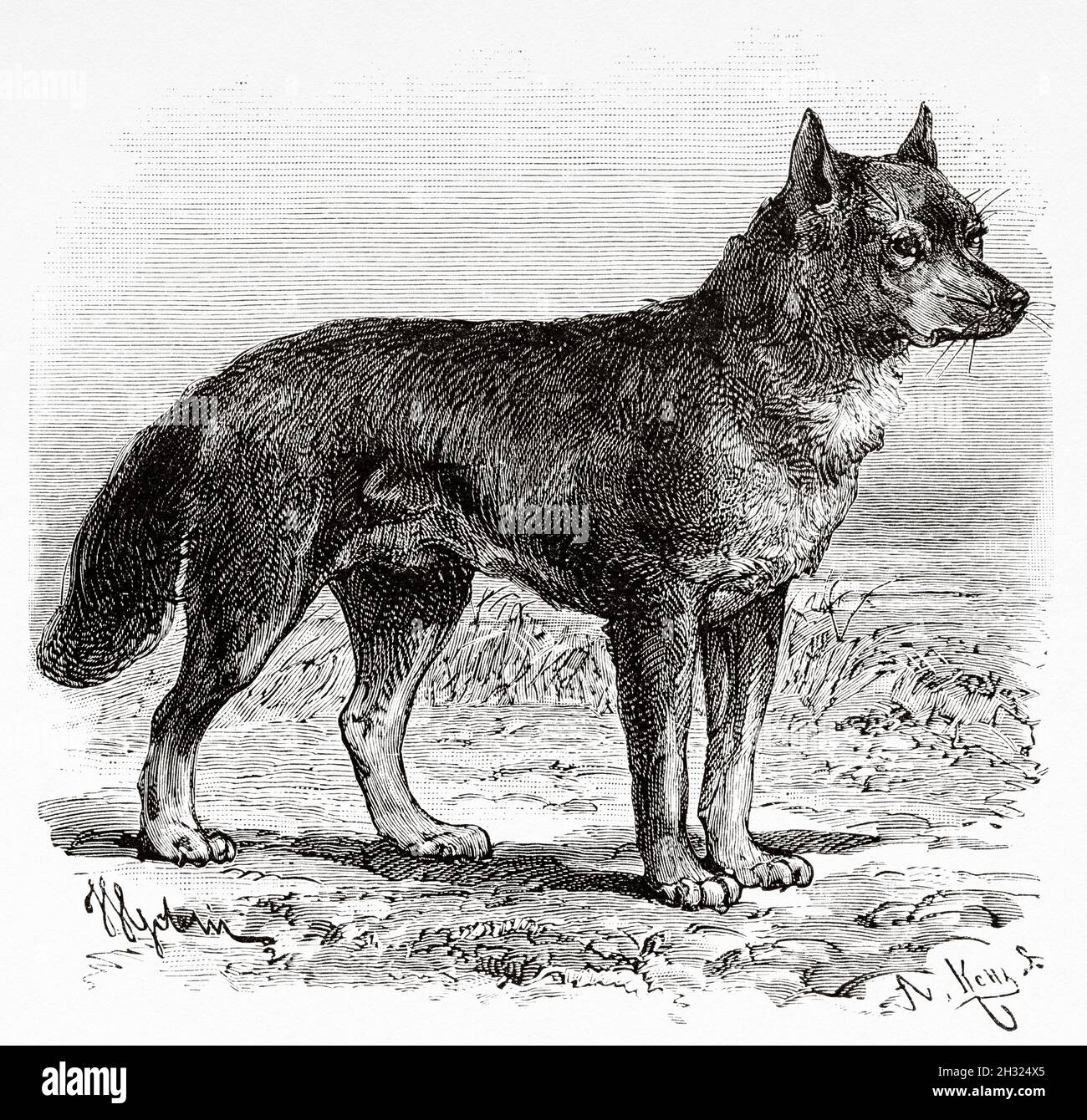 Il dingo (Canis lupus dingo) è una sottospecie australiana di lupo. Queensland, Australia. Illustrazione del vecchio 19 ° secolo inciso, viaggio verso l'Australia nord-orientale di Carl Lumholtz 1880-1884 da le Tour du Monde 1889 Foto Stock