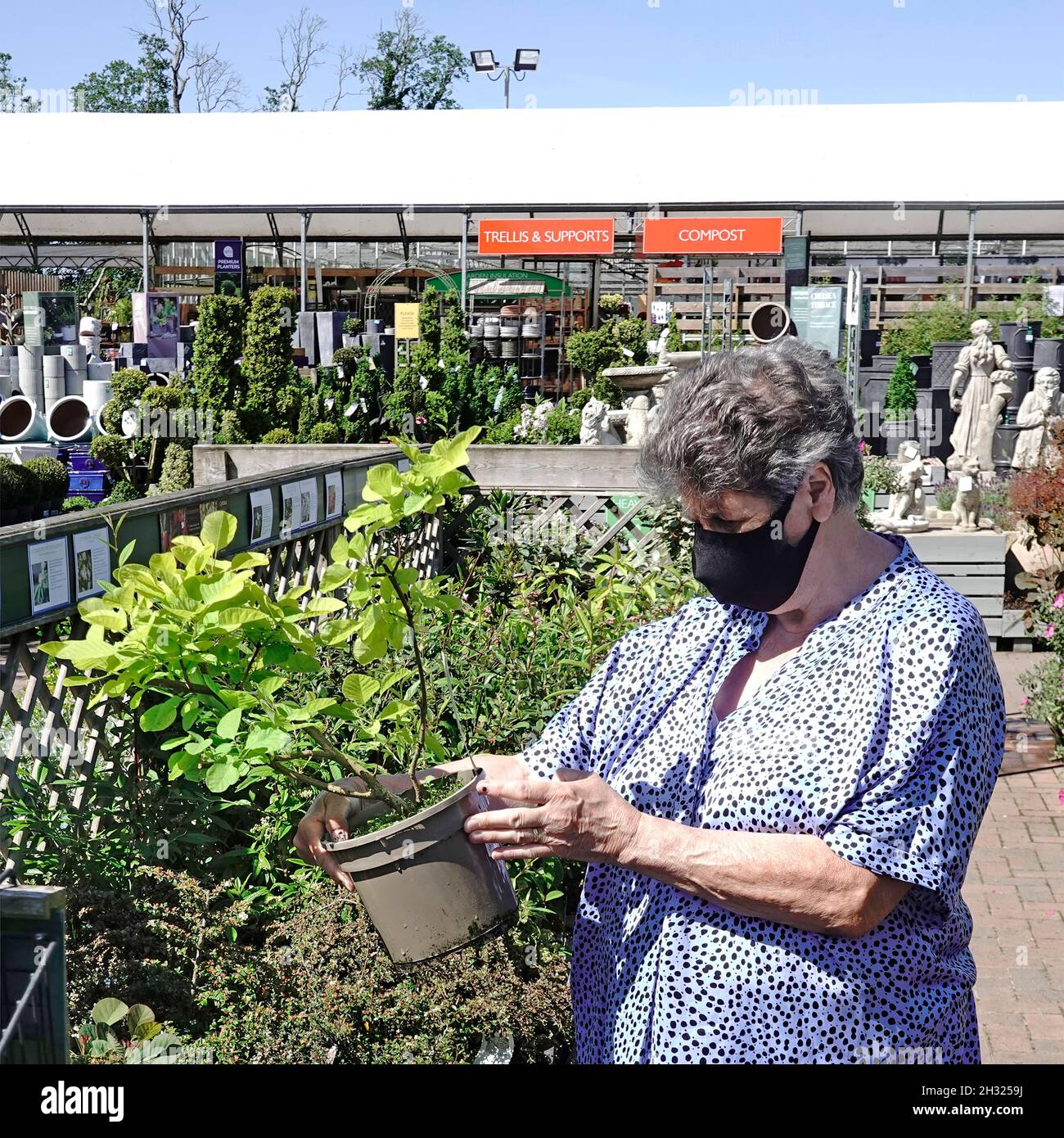 Primo piano Senior donna matura shopper & covid 19 coronavirus maschera shopping per pot cresciuto Smoke albero arbusto Cotinus giardino all'aperto centro Inghilterra UK Foto Stock