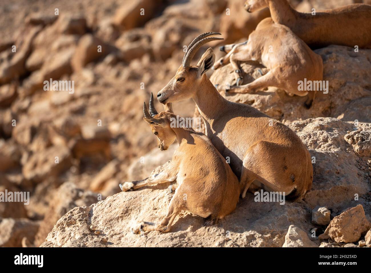 Femmina Nubian Ibex (Capra ibex nubiana AKA Capra nubiana) che si prende cura della sua giovane fotografata in Israele, nel deserto di Negev nel mese di ottobre Foto Stock