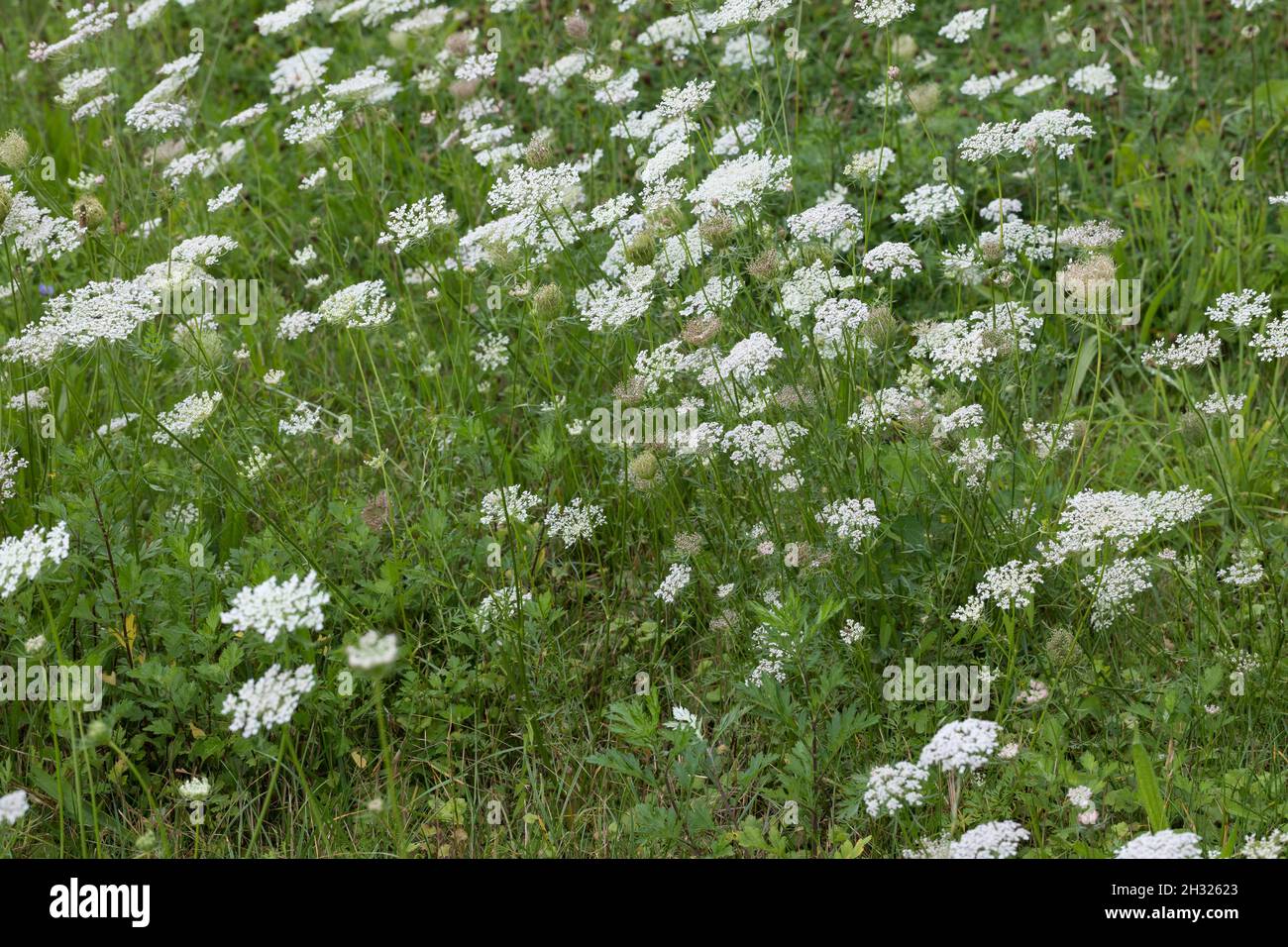Wilde Möhre, Möhre, Daucus carota, Daucus carota subsp., carota carota selvatica, Bird's Nest, vescovo di pizzo, Queen Anne's pizzi Foto Stock