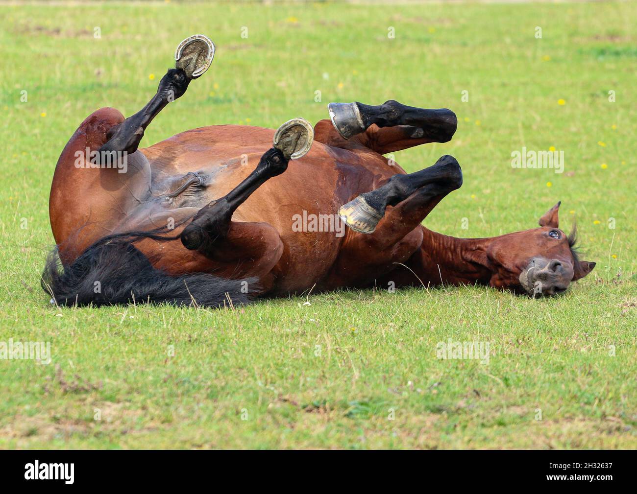 Un cavallo di baia scendendo e rotolando nel campo di erba. Mostra chiaramente la sua pancia e l'interno degli zoccoli. Suffolk.UK Foto Stock