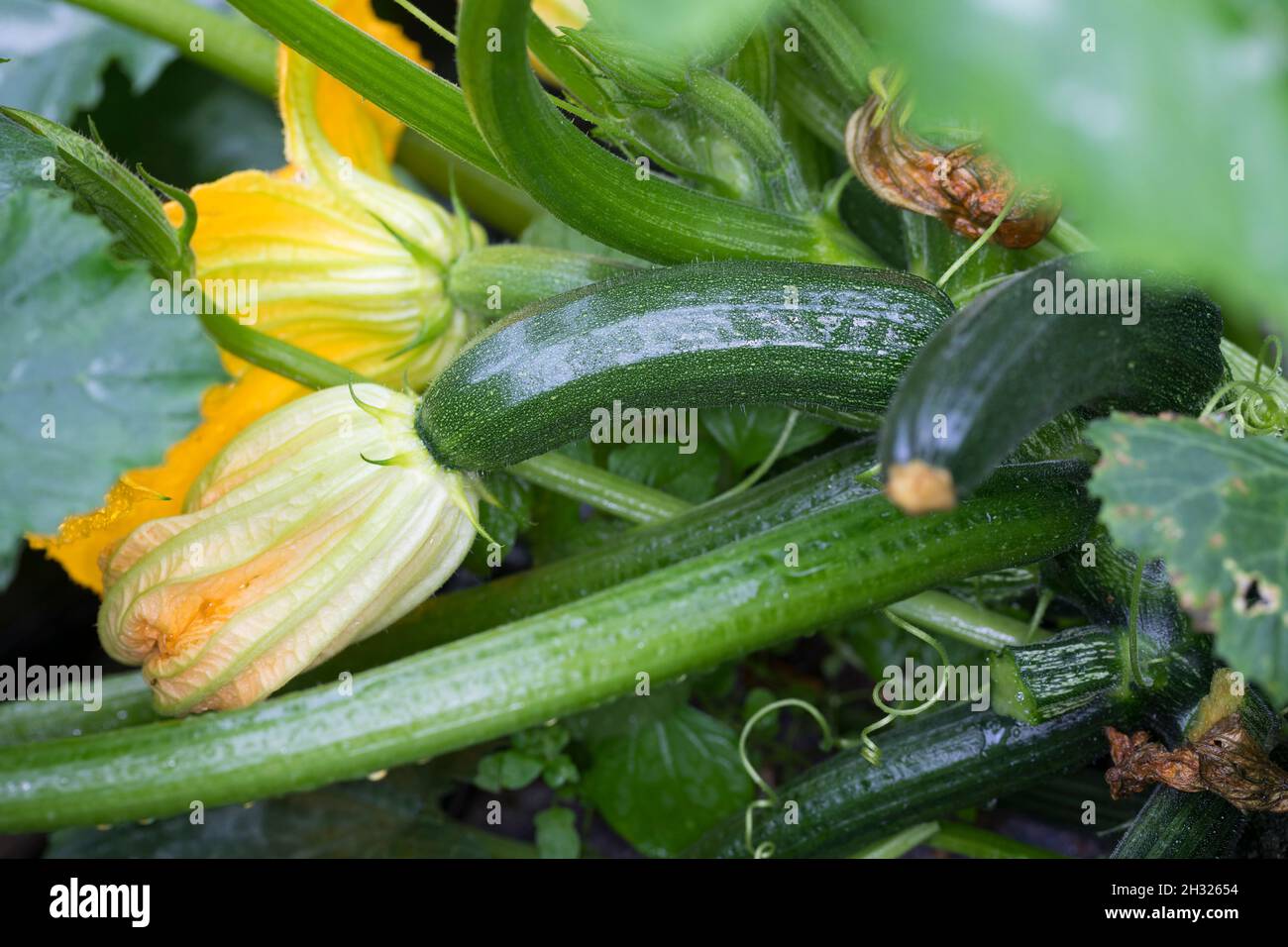 Zucchine, Frucht und Blüte, Cucurbita pepo subsp. Pepo concar. Giromontina, zucchine, zucchine, courgette, la courgette Foto Stock