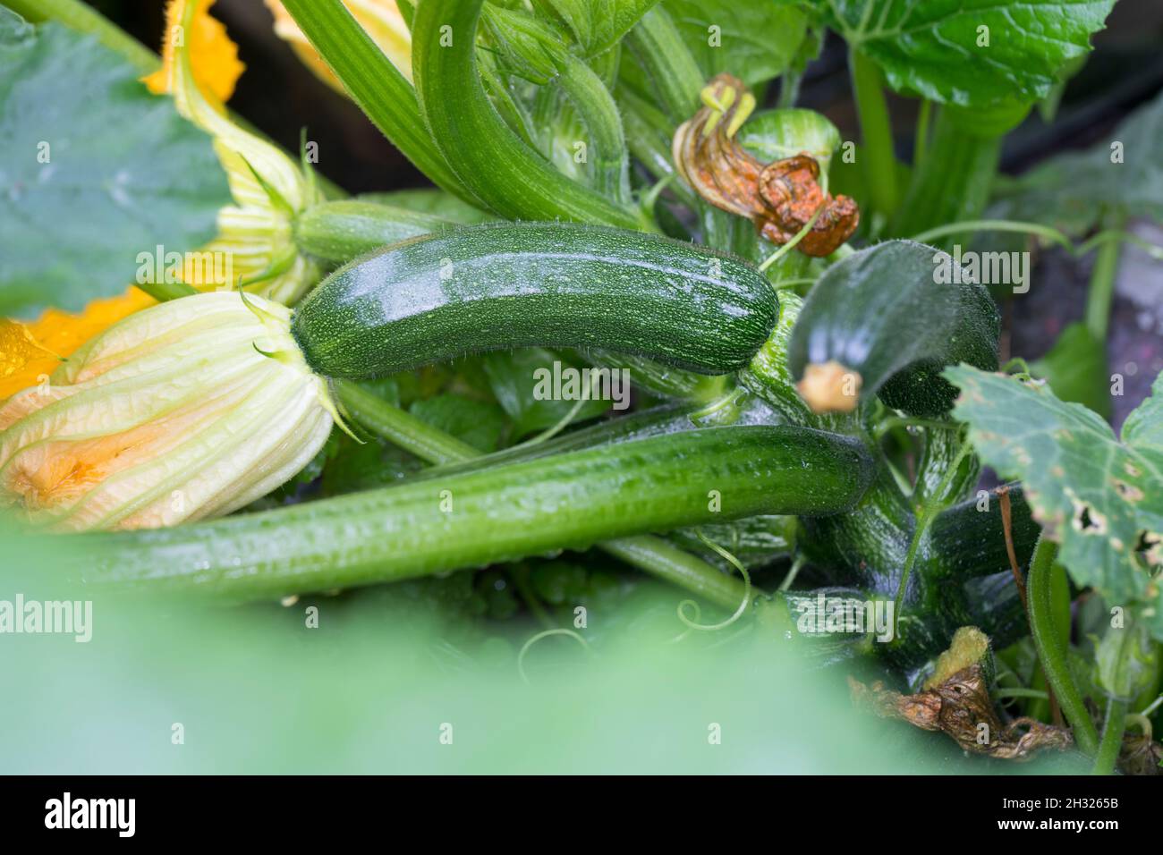 Zucchine, Frucht und Blüte, Cucurbita pepo subsp. Pepo concar. Giromontina, zucchine, zucchine, courgette, la courgette Foto Stock