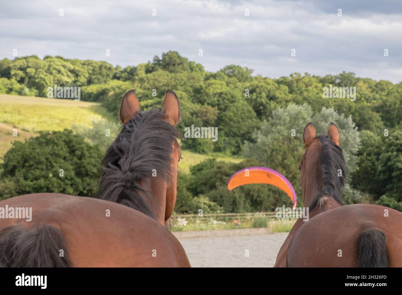 Un paio di cavalli da baia, sorpresi da un parapendio che atterra nel loro campo su un bellissimo sfondo boscoso . Suffolk, Regno Unito Foto Stock