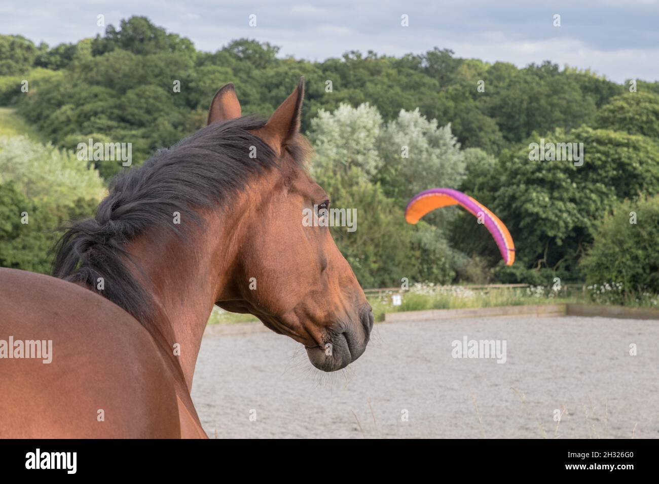 Un cavallo di baia che guarda piuttosto sorpreso e preoccupato da un atterraggio di parapendio nel suo campo su un bellissimo sfondo boschivo . Suffolk, Regno Unito Foto Stock