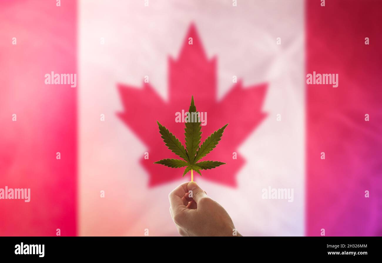 Bandiera del Canada con una foglia di marijuana. La mano di una donna tiene una foglia di cannabis sullo sfondo della bandiera canadese. Concetto per lo sviluppo Foto Stock