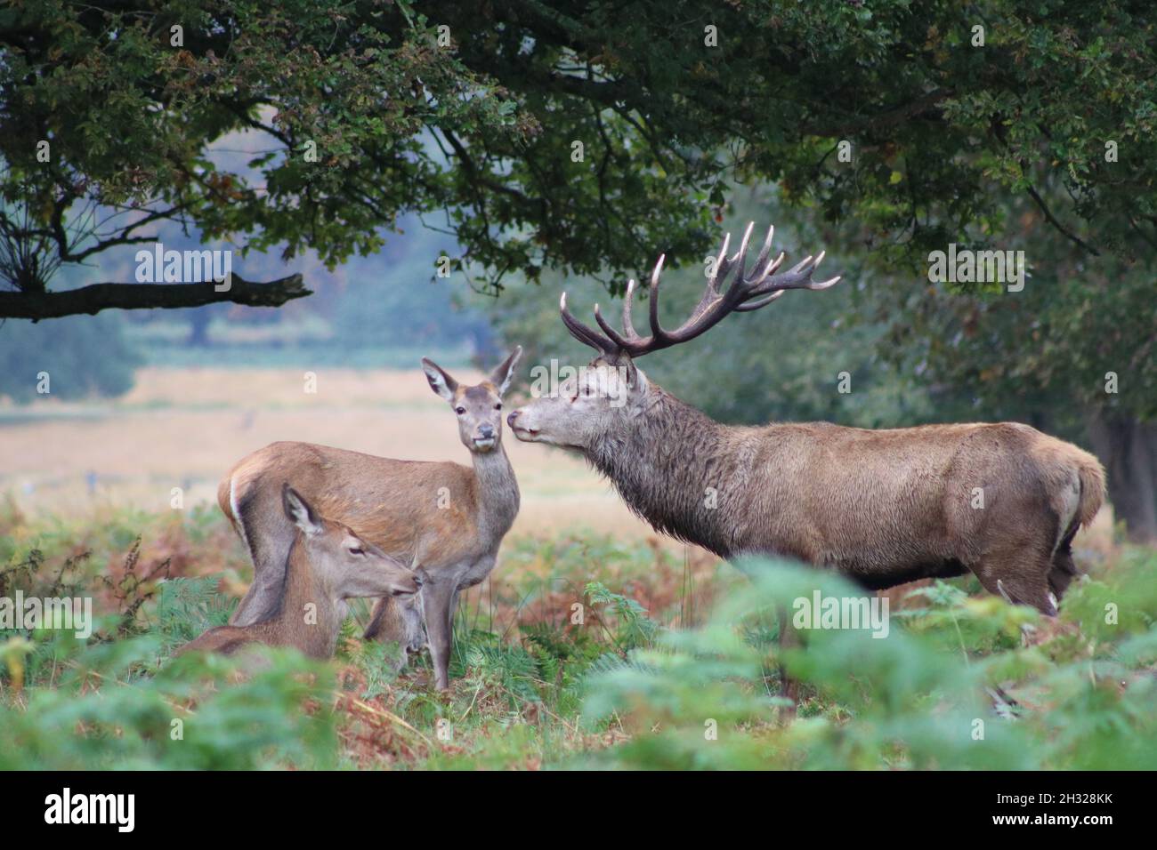 Vista del profilo di un magnifico celibe accanto a timido aspetto doe in campagna Foto Stock