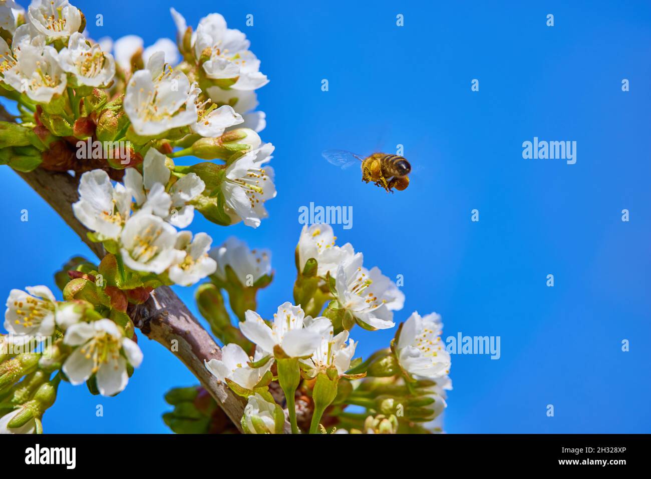 un'ape che raccoglie nettare in primavera Foto Stock