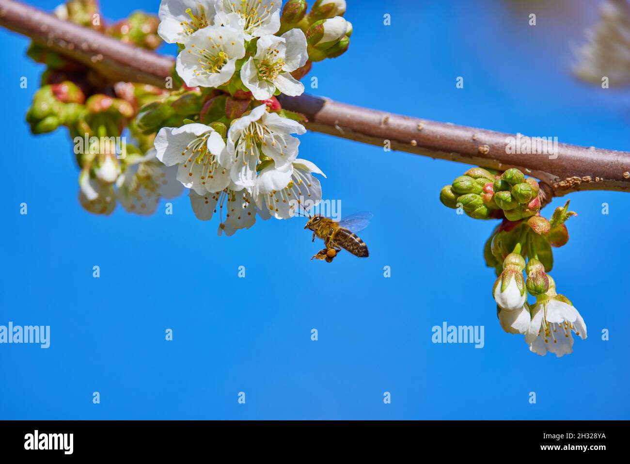 un'ape che raccoglie nettare in primavera Foto Stock