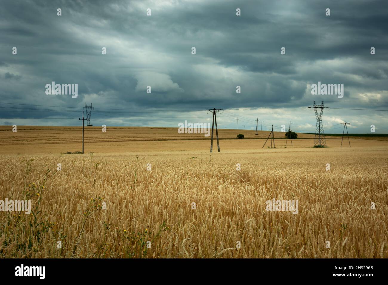 Piloni elettrici in un campo con grano e nuvole scure piovose Foto Stock