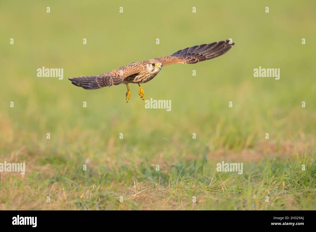 Un gheppio comune (Falco tinnunculus) in volo. Foto Stock