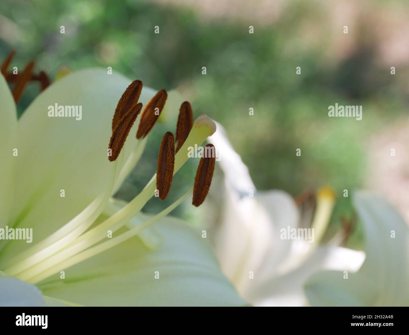 Pistil e balze di un fiore di giglio, primo piano. Foto Stock