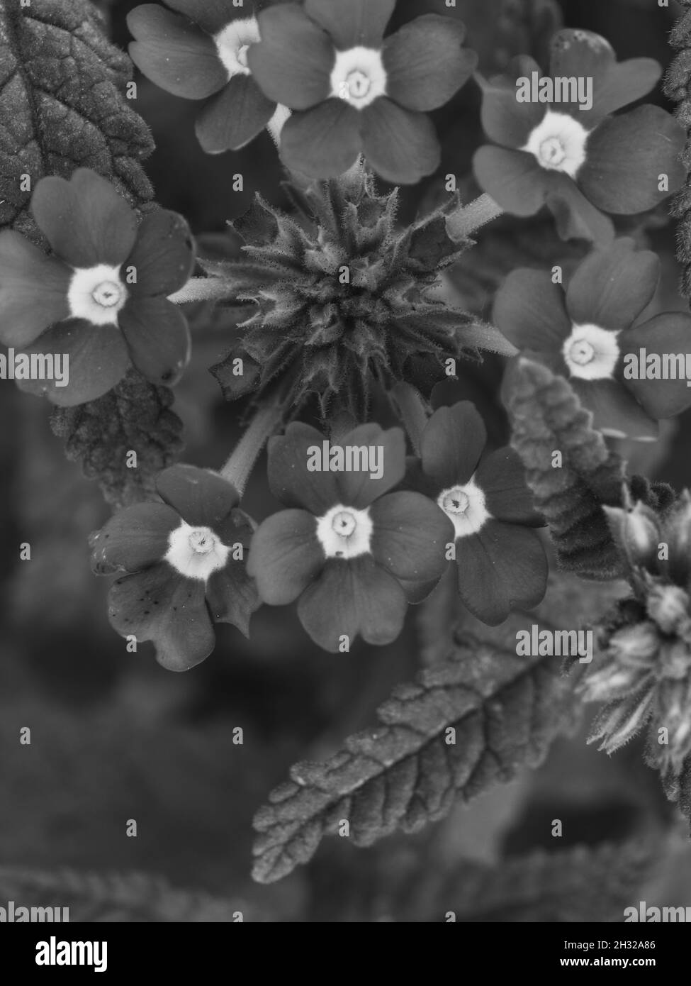 Verbena fiori, primo piano colpo. Infiorescenza di piccoli fiori, immagine in bianco e nero. Foto Stock