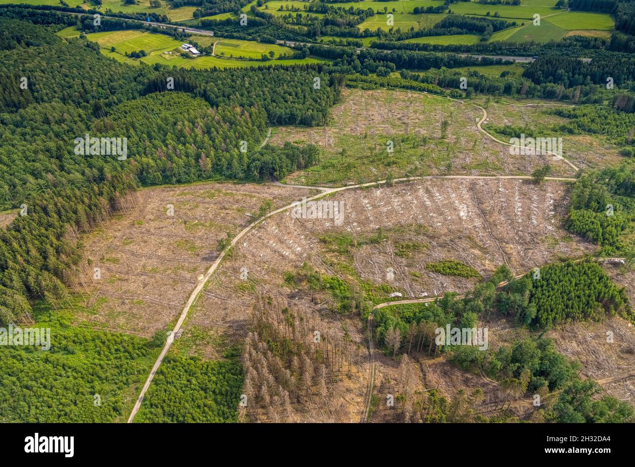 Fotografia aerea, zona forestale danneggiata nei pressi di Iseringhausen e Brachtpe, Drolshagen, Sauerland, Renania settentrionale-Vestfalia, Germania, albero morte, Foto Stock