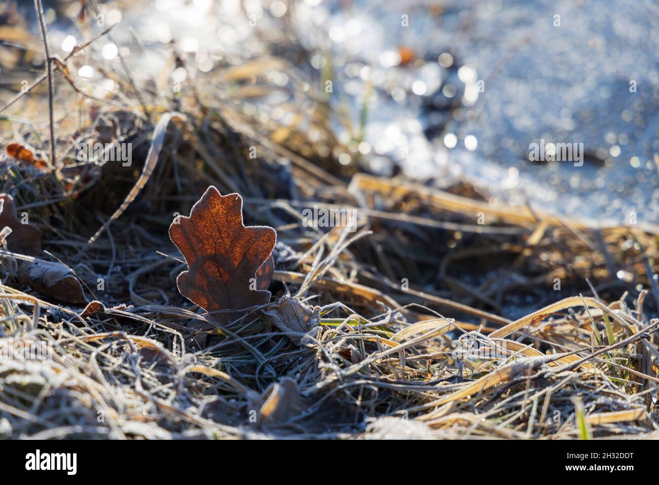 Foglia di quercia in erba secca ricoperta di gelo al mattino presto di sole Foto Stock