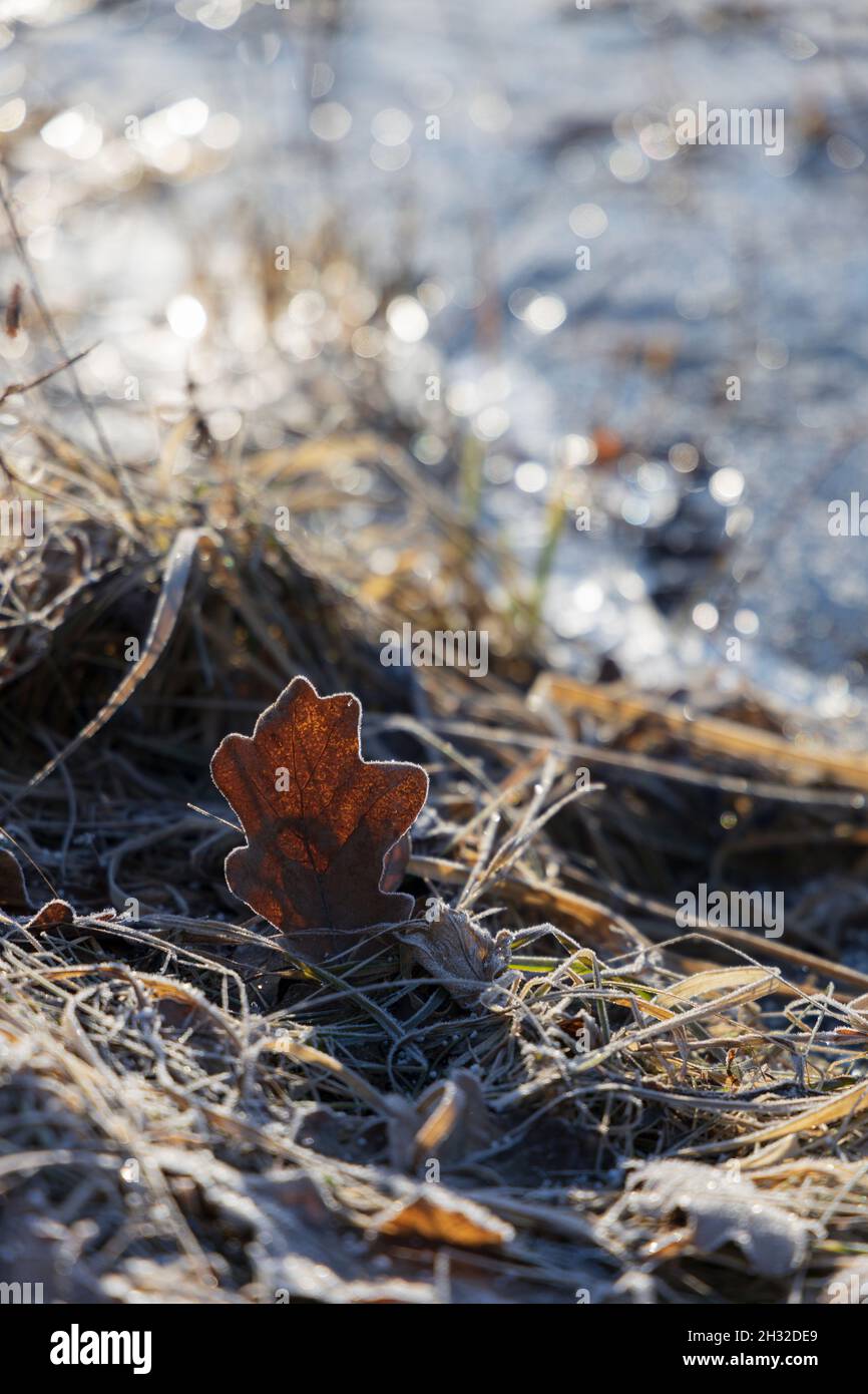 Al mattino presto una foglia di quercia con erba secca coperta di gelo sulla riva di un laghetto ghiacciato Foto Stock