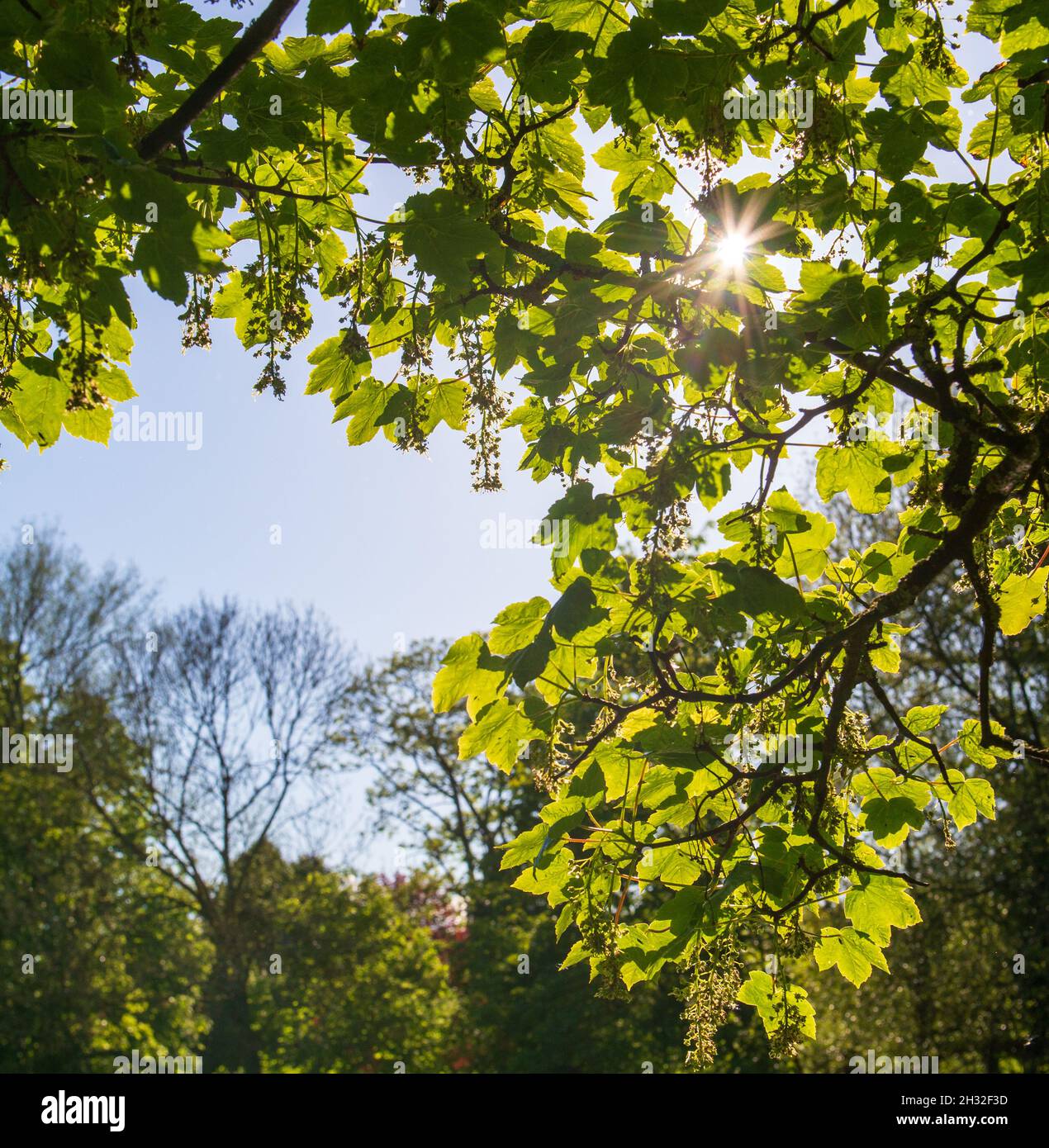 La luce del sole splende attraverso le foglie di un albero di sicomoro con il cielo blu sullo sfondo Foto Stock