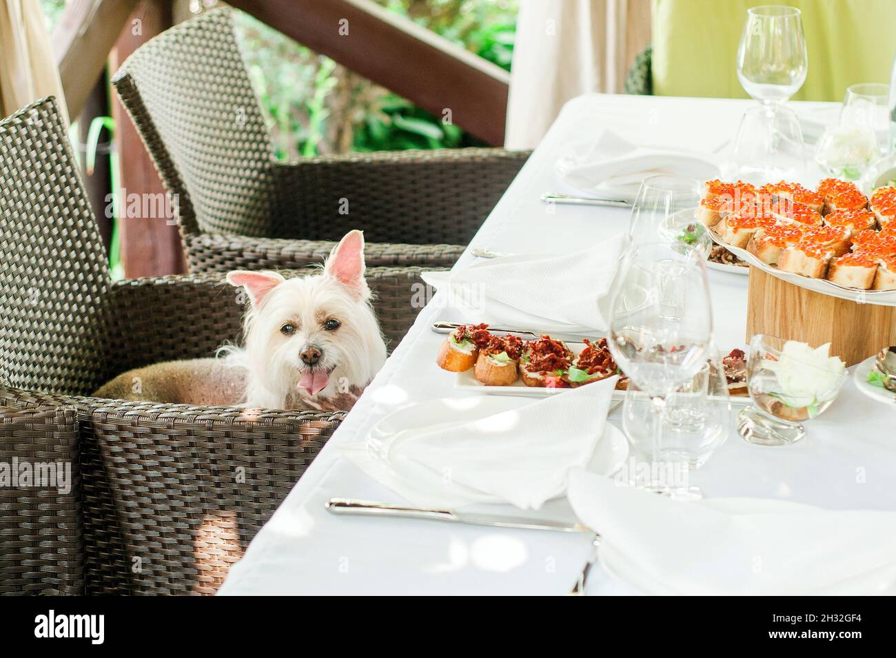 Cena con animali domestici. Piccolo cane bianco seduto su una sedia di vimini vicino al tavolo da pranzo con antipasto (sandwich con caviale rosso) e piatti vuoti. Doggy wai Foto Stock