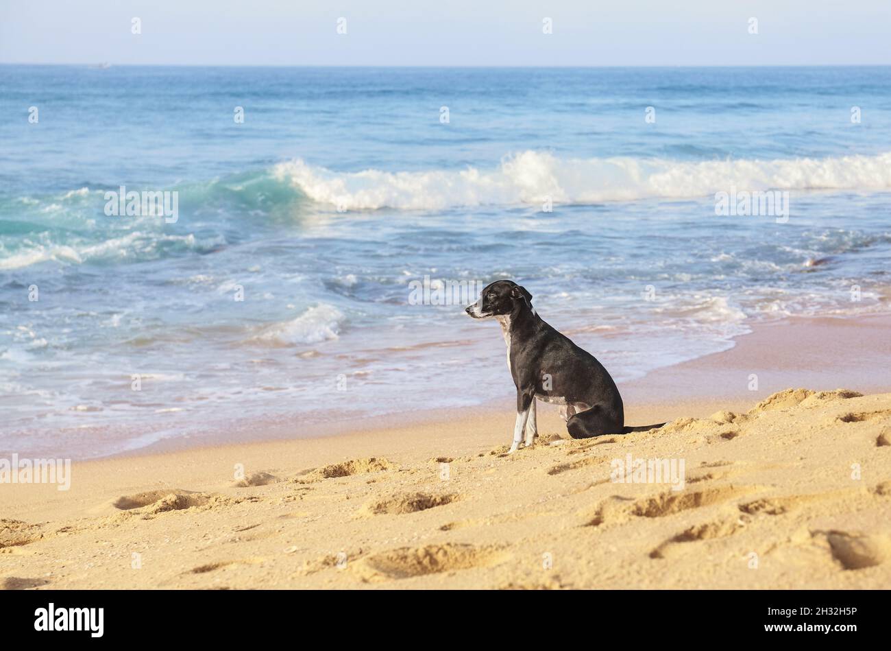 Foto di un cane seduto su una spiaggia tropicale. Foto Stock