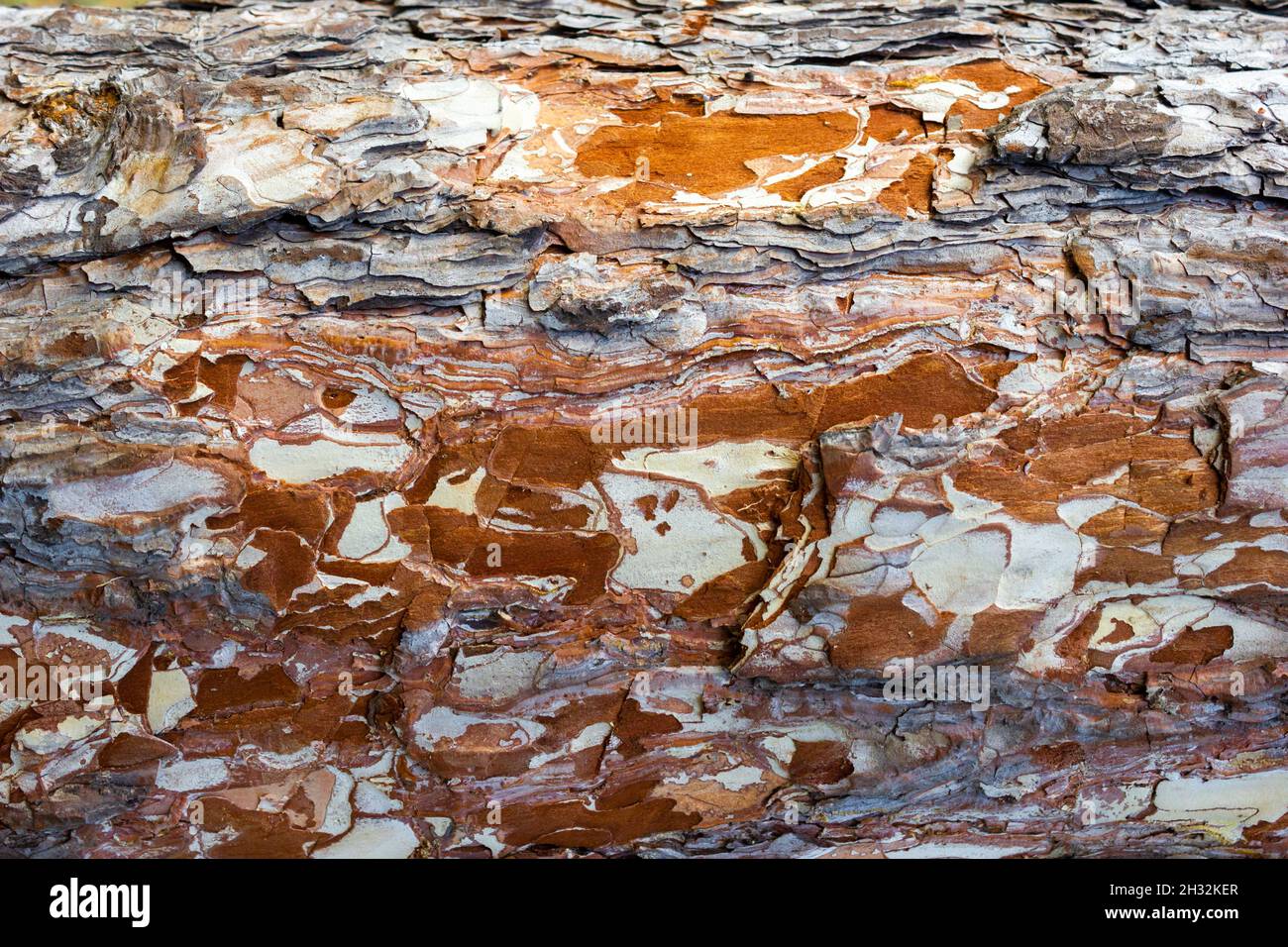 Bella texture di legno di pino e abete rosso corteccia - sfondo, closeup Foto Stock