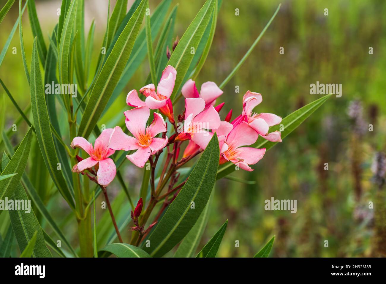 Fiori in fiore di oleandro di Nerium, famiglia: Apocynaceae Foto Stock