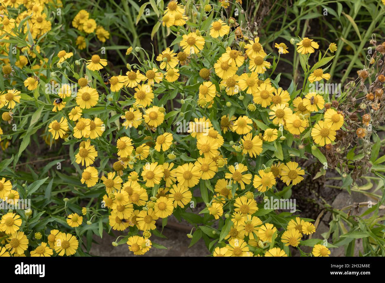 Helenium autumnale sneezeweed fiori gialli, erbe perenni nella famiglia: Asteraceae, regione: Nord America. Foto Stock