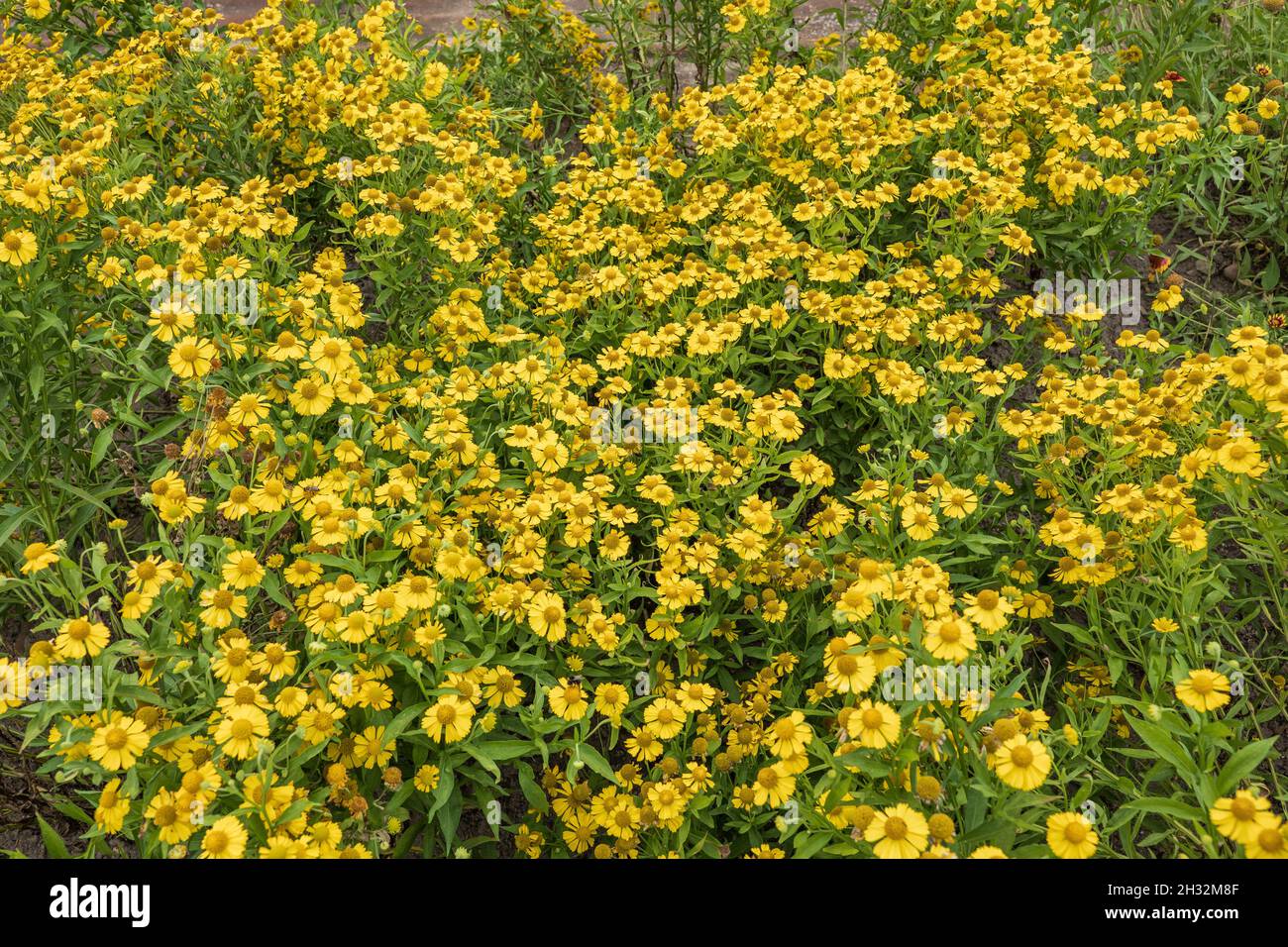 Helenium autumnale sneezeweed fiori gialli, erbe perenni nella famiglia: Asteraceae, regione: Nord America. Foto Stock