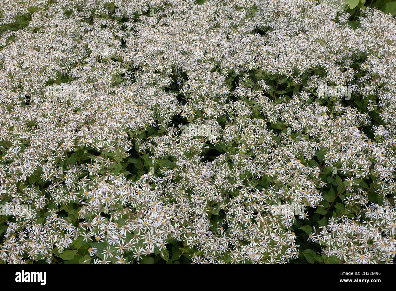 Legno bianco astro Eurybia divaricata (Aster divaricatus) fiori, pianta erbacea perenne della famiglia: Asteraceae, gamma nativa: Ame Nord Orientale Foto Stock