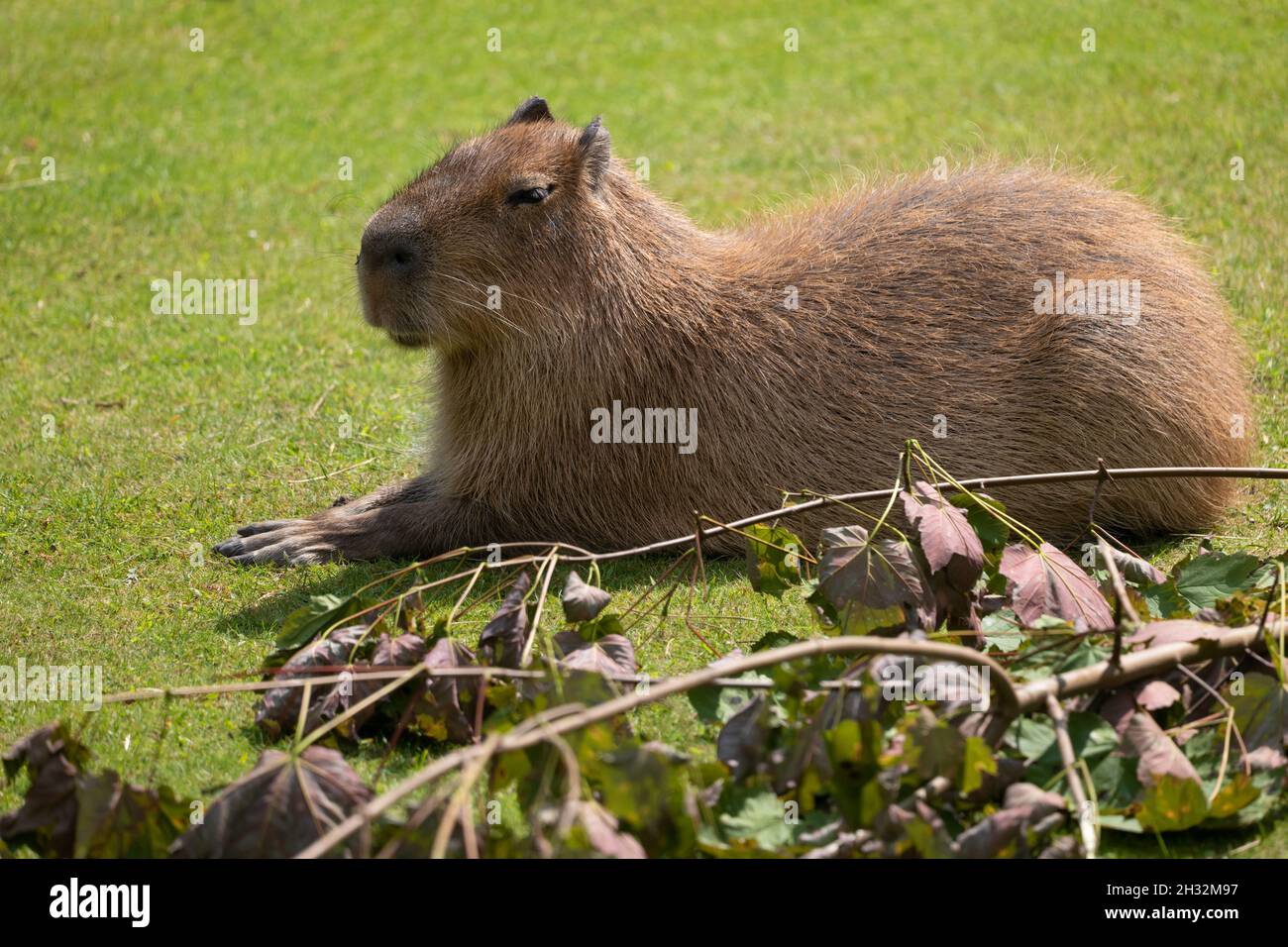 Capybara (Hydrochoerus hydrochaeris) nel prato, roditore cavy grande, regione natale: America del sud. Foto Stock