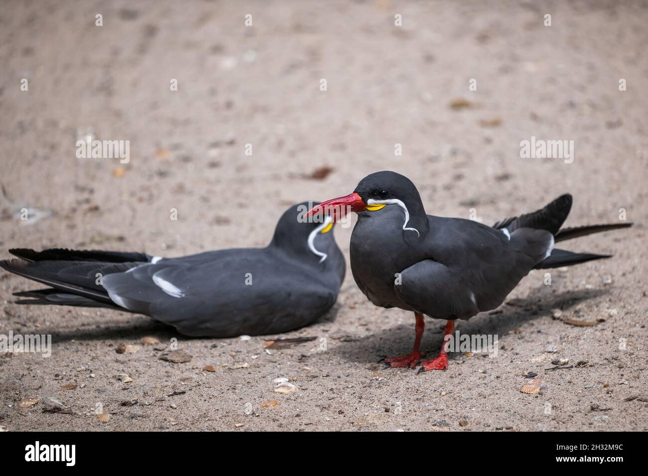 Le Inca terns (Larosterna inca), uccello della famiglia: Laridae, habitat: Costa del Pacifico dal Perù al Cile Foto Stock