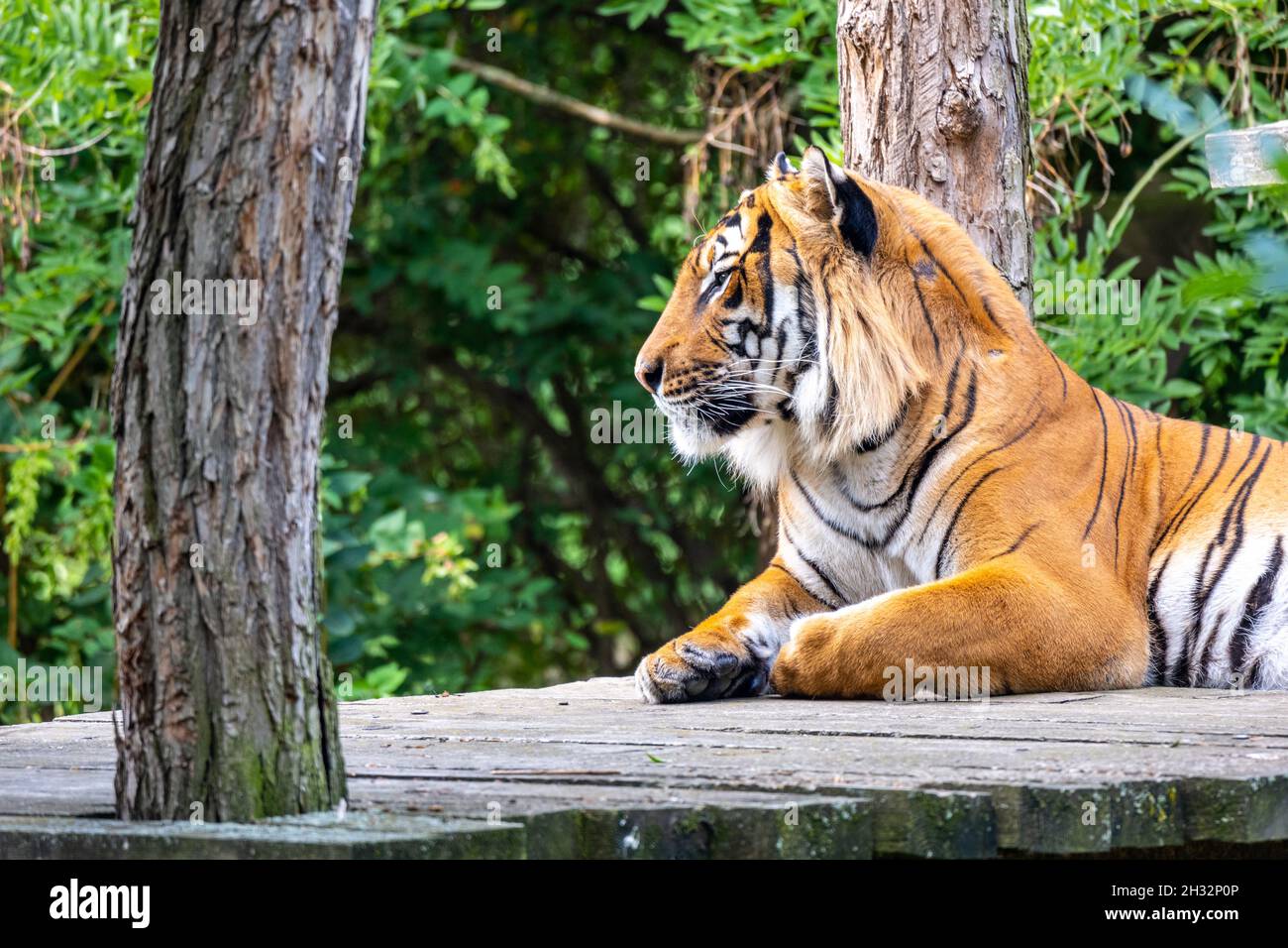 Tigre carina nello zoo Foto Stock