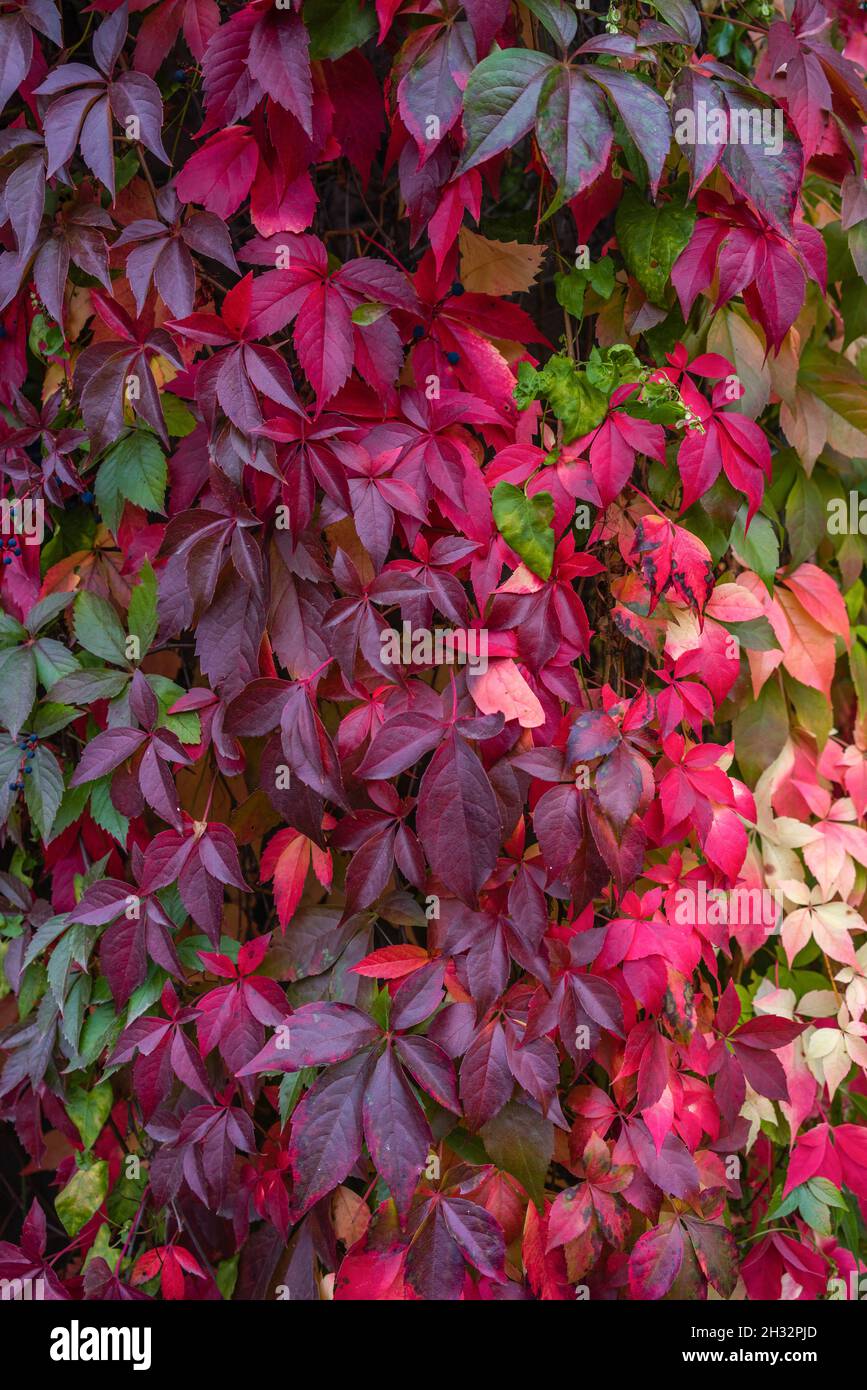Foglie colorate di una pianta di Virgina Creeper (Parthenocissus quinquefolia) in autunno, Germania, Europa Foto Stock