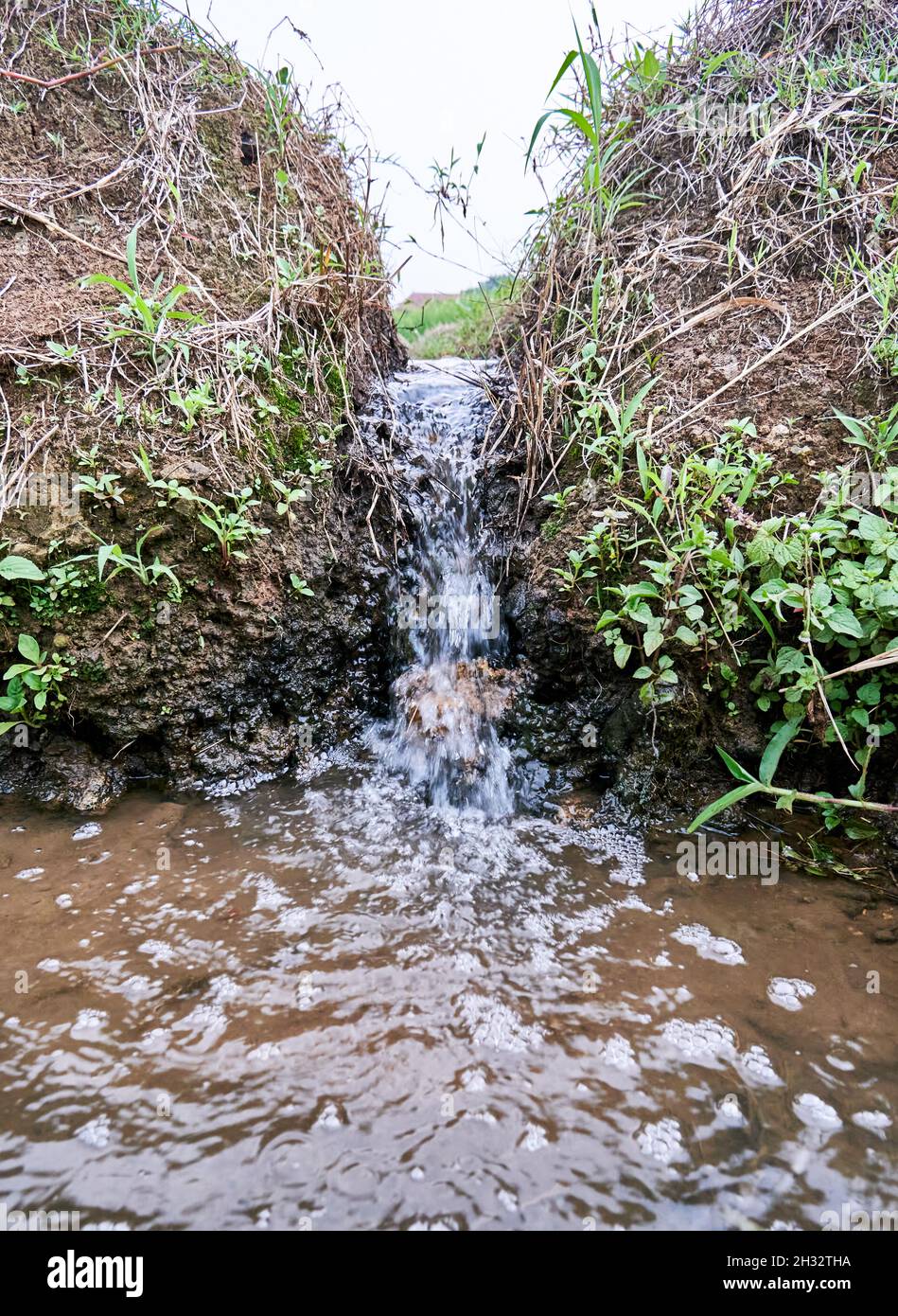 primo piano dell'acqua fresca che scorre nella zona del campo di riso Foto Stock