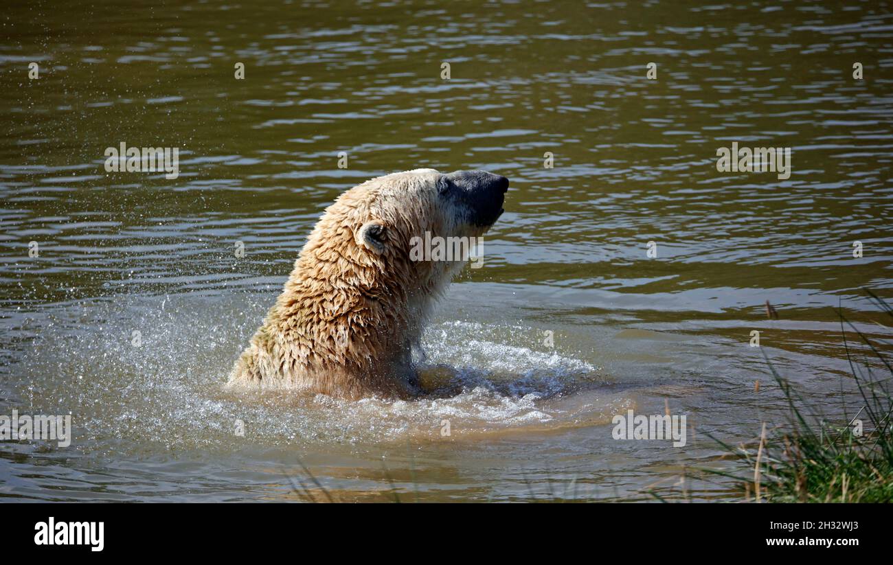 Polar bear pictures immagini e fotografie stock ad alta risoluzione - Alamy
