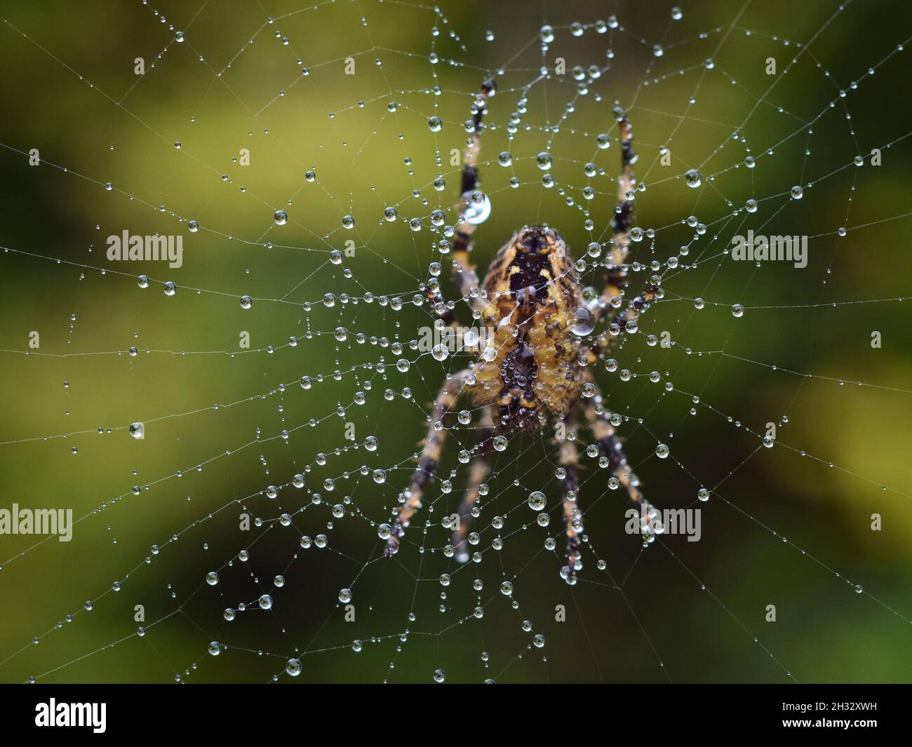 Primo piano del ragno Orb sul web con gocce di rugiada riflessi scintillanti Foto Stock