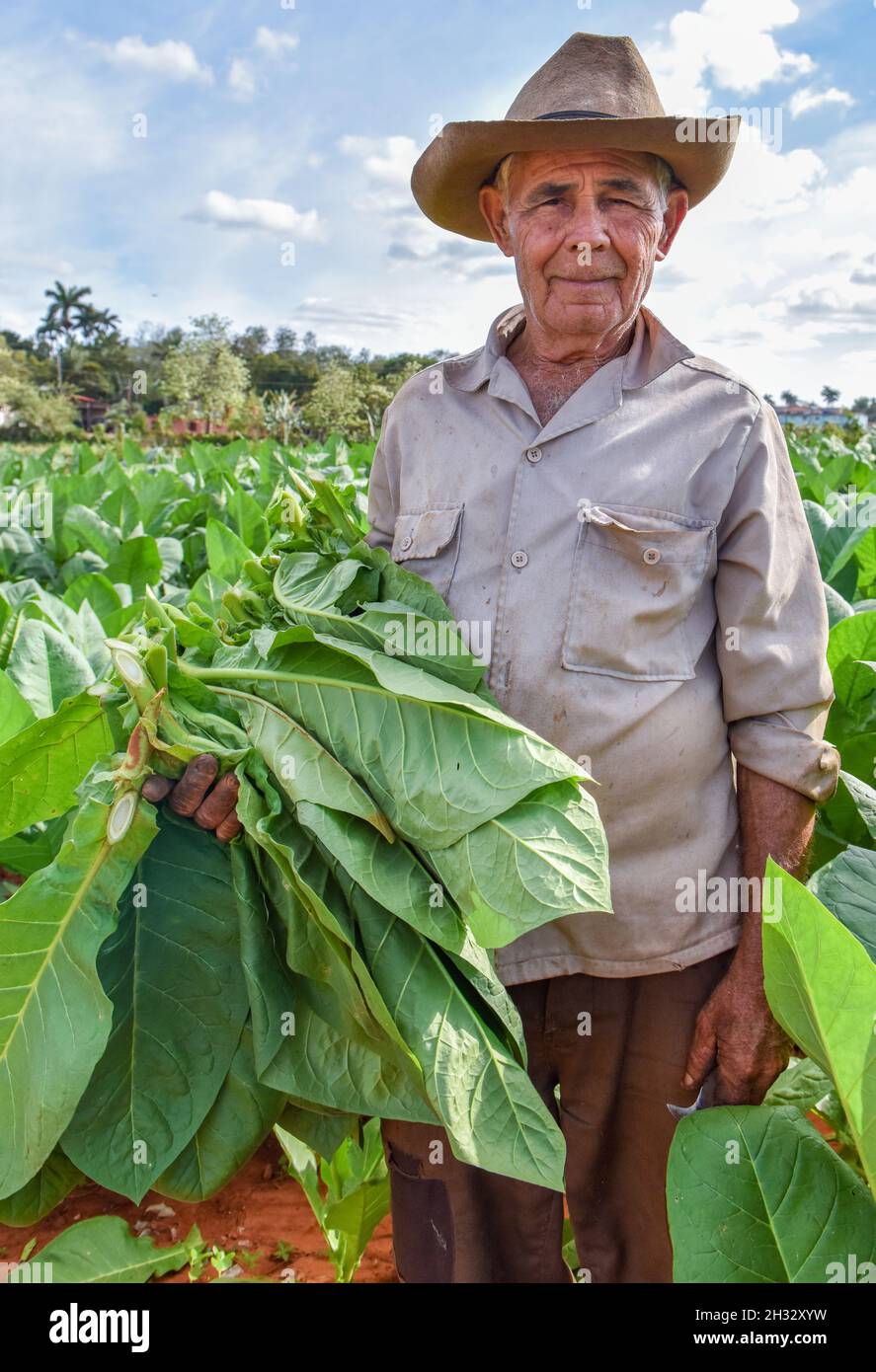 Coltivatore di tabacco, Cuba Foto Stock