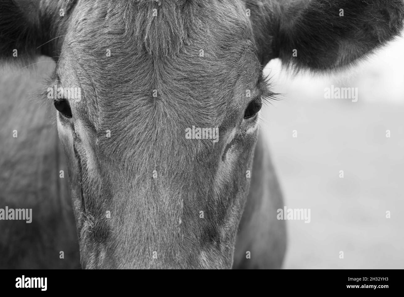 Mucche di manzo e tori che pascolo su erba verde in Australia, le razze includono parco macchiato, murray grigio, angus e brangus. Foto Stock