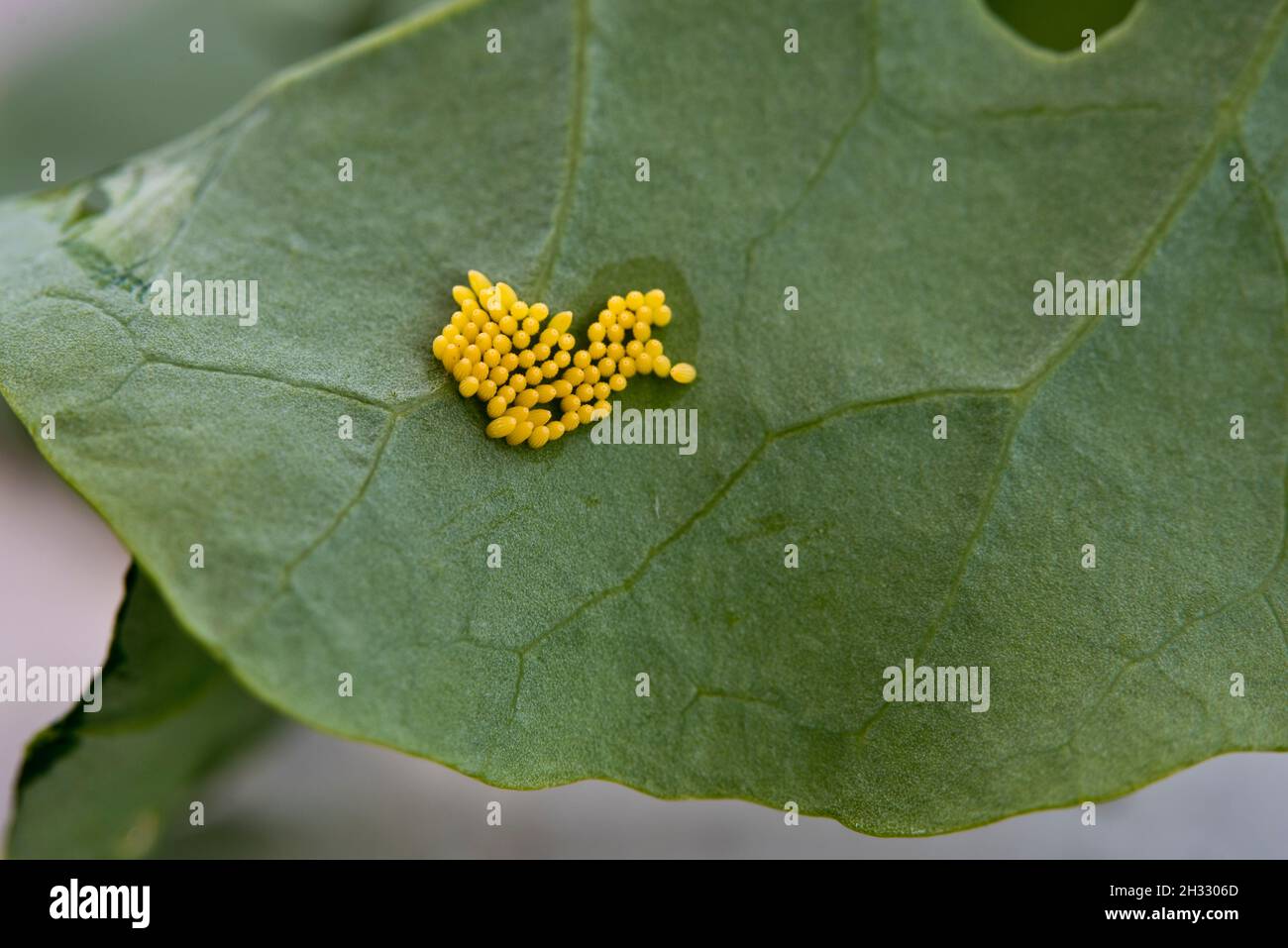 Uova della farfalla di cavolo bianco grande (Pieris brassicae) sul lato inferiore di una foglia di brassica. Foto Stock