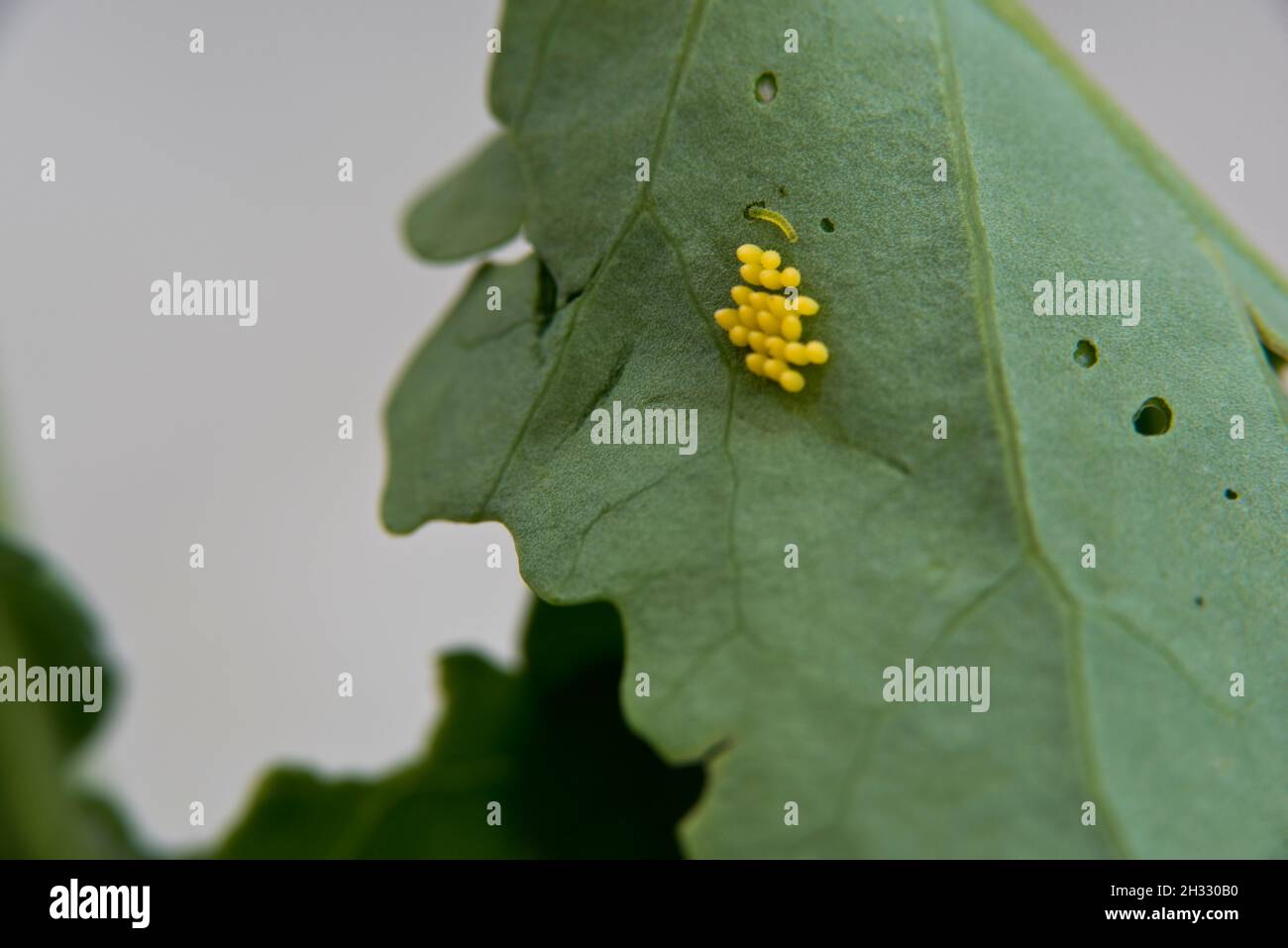 Uova della farfalla di cavolo bianco grande (Pieris brassicae) sul lato inferiore di una foglia di brassica. Una piccola caterpilla ha schiusa. Foto Stock