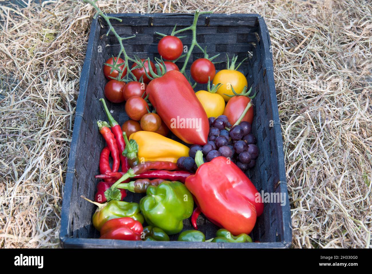 Cestino di frutta e verdure miste, tutti coltivati in serra, compresi pomodori, peperoni dolci, peperoncini e uva. Foto Stock