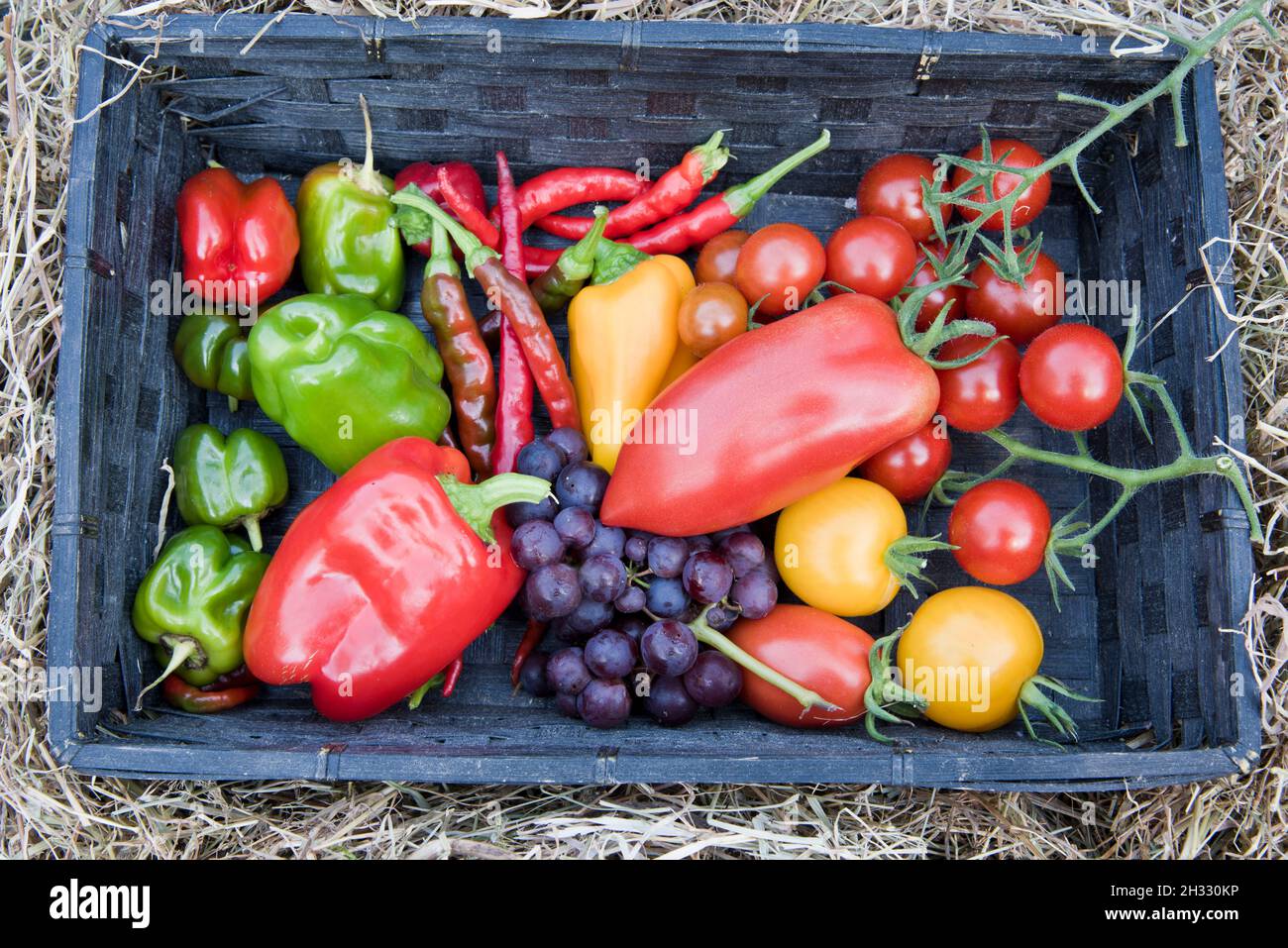Cestino di frutta e verdure miste, tutti coltivati in serra, compresi pomodori, peperoni dolci, peperoncini e uva. Foto Stock