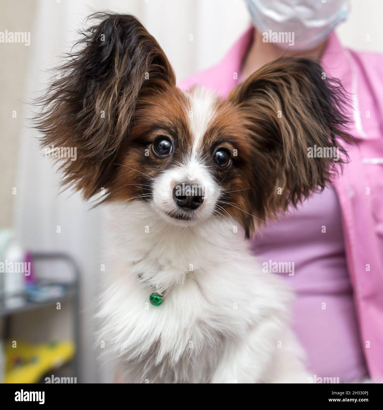 Cute cane Papillon su un esame di routine in una clinica veterinaria, si siede con calma nelle braccia di un medico. Concetto di salute animale. Foto Stock