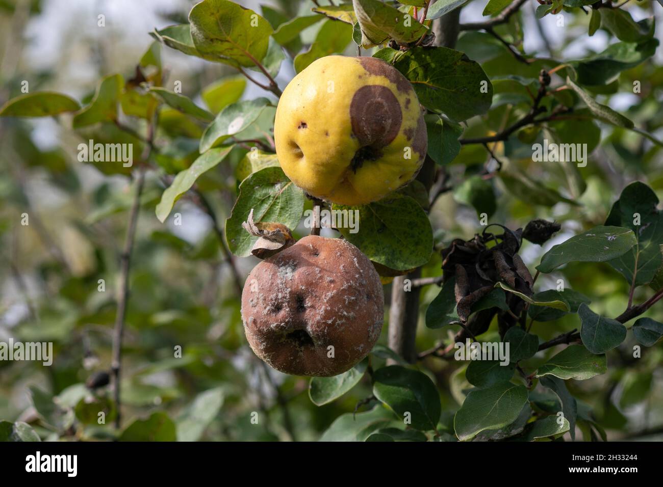 Mela cotogna marcio sull'albero della frutta, Monilia laxa (Monilinia laxa) infestazione, malattia vegetale Foto Stock