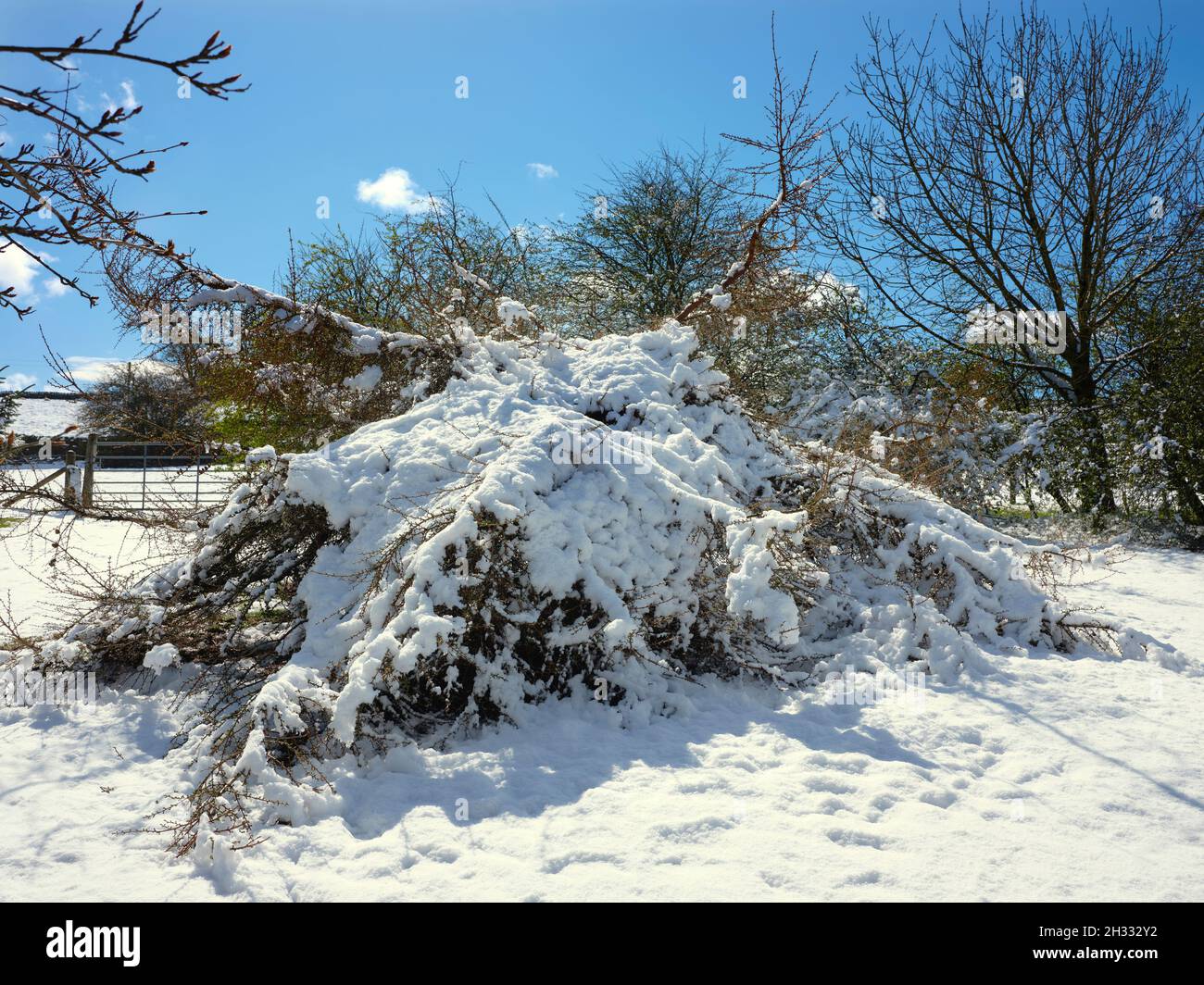 Una nevicata inaspettata e pesante appiattisce un Larice Foto Stock