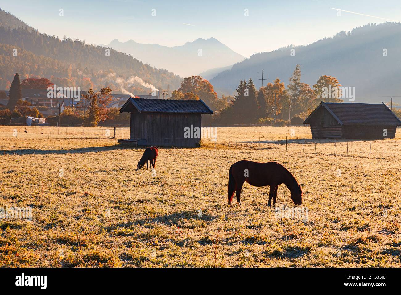 Cavalli e una mattina presto in montagna con nebbia e gelo Foto Stock