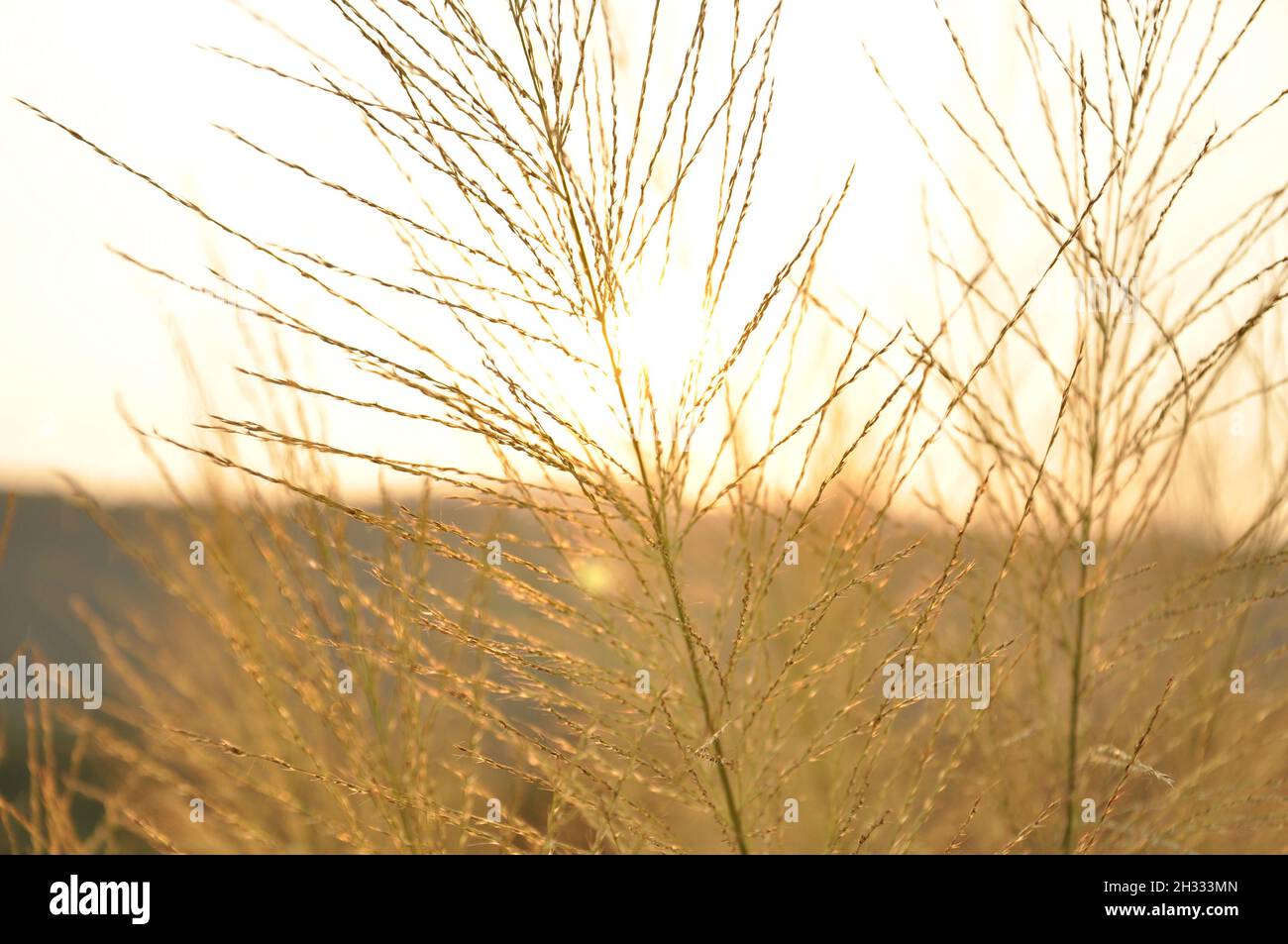 Migliore fotografia naturalistica Foto Stock