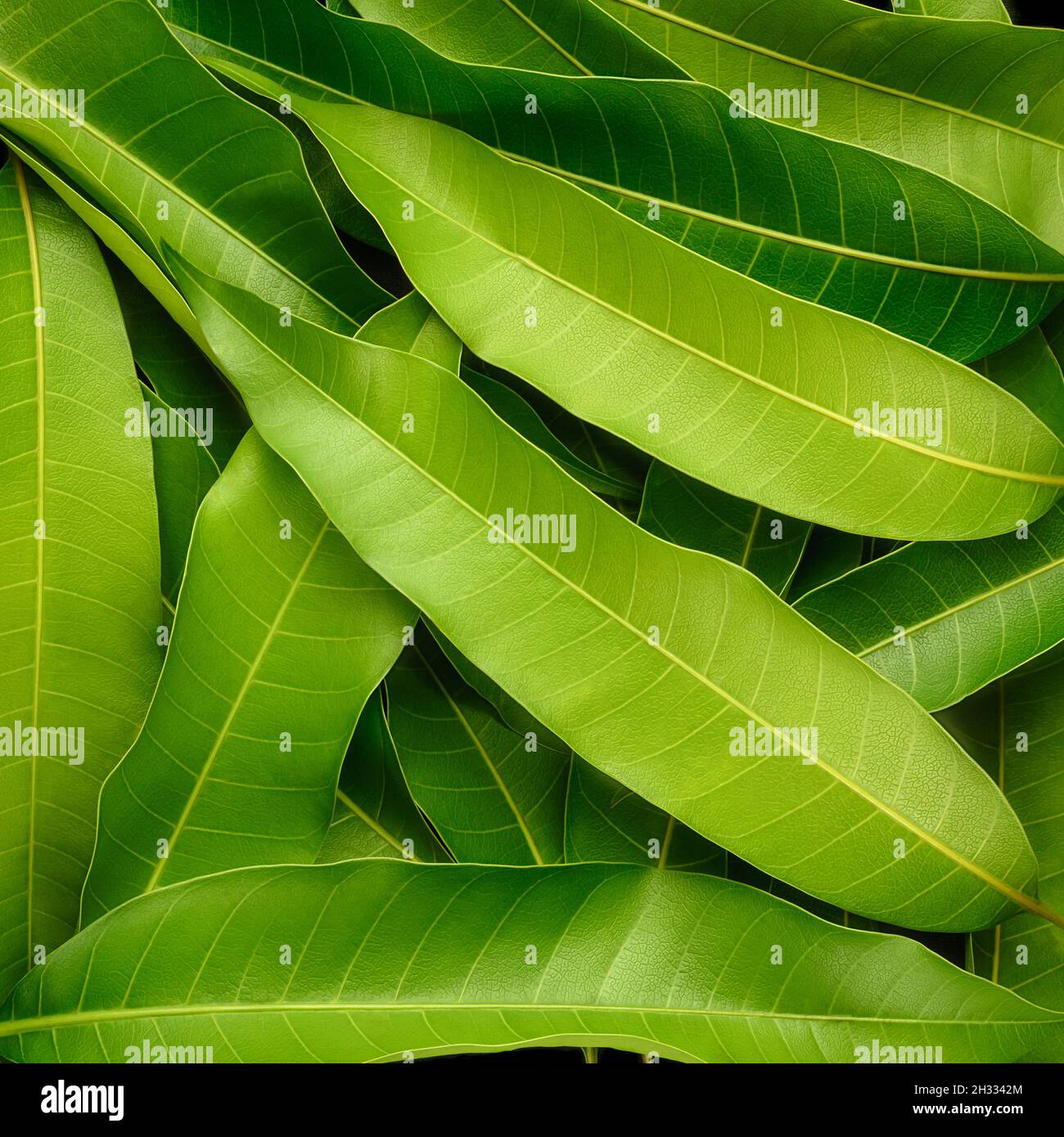 Foglie di mango immagini e fotografie stock ad alta risoluzione - Alamy