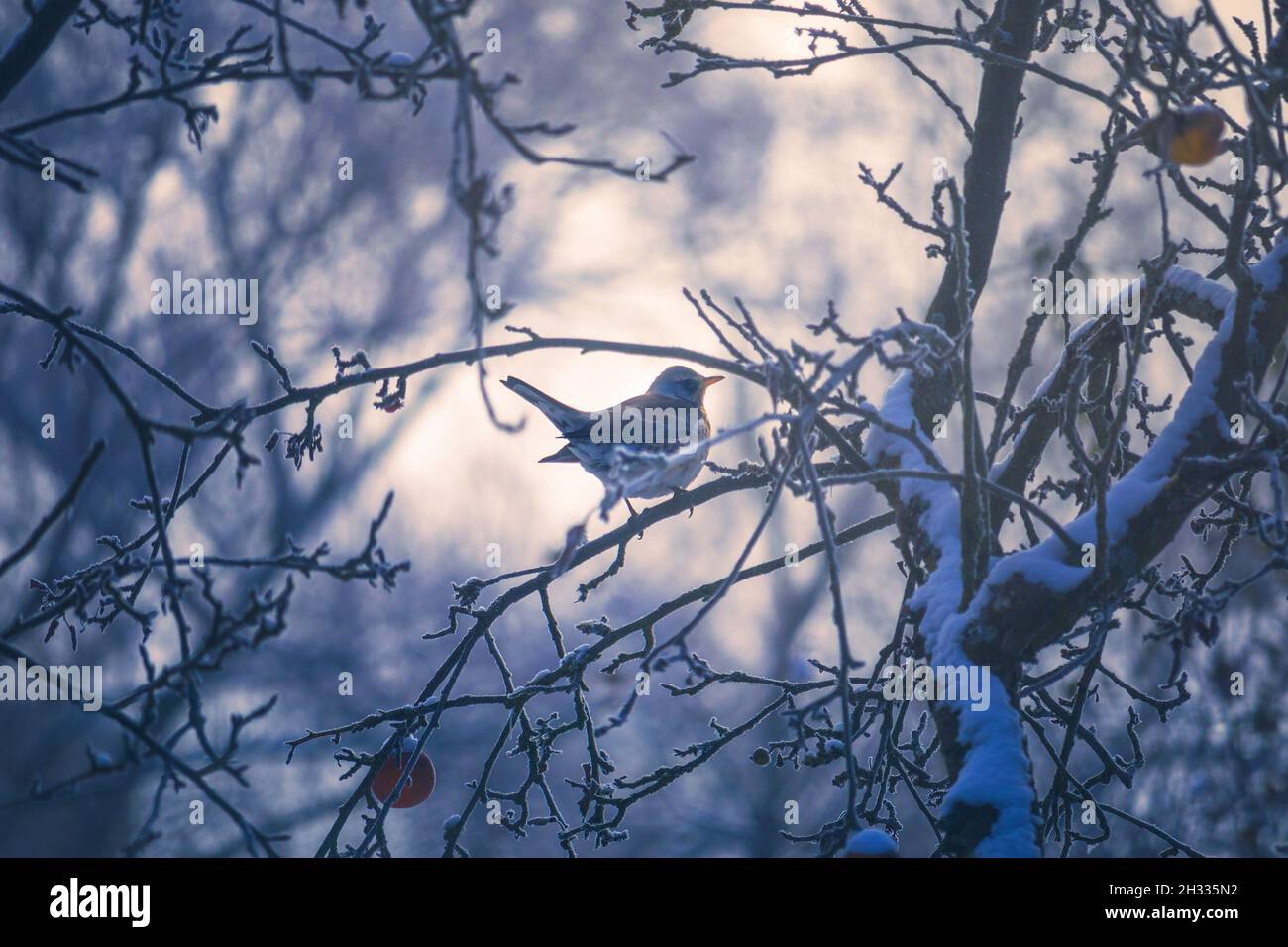 Mughetto Fieldfare su un albero in inverno Foto Stock