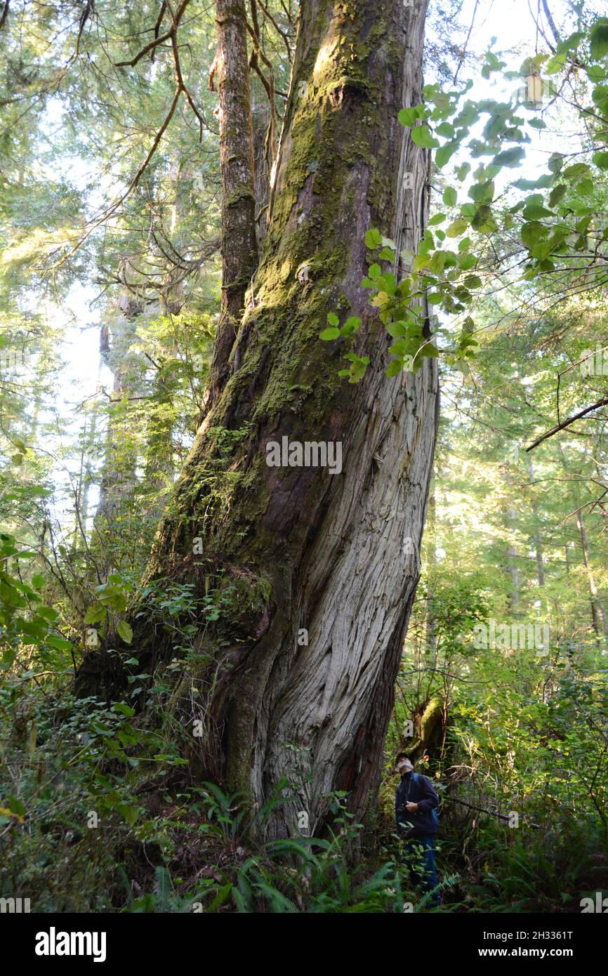 Un uomo che si trova sotto un antico cedro rosso occidentale in crescita in una foresta pluviale sull'isola di Meares, vicino Tofino, British Columbia, Canada. Foto Stock